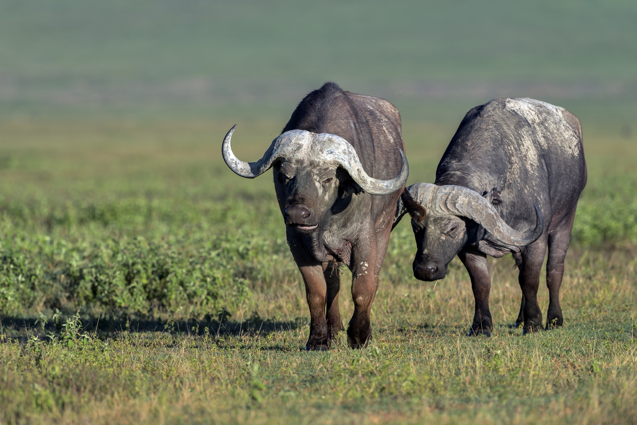 Tanzania 2016 - Bufali