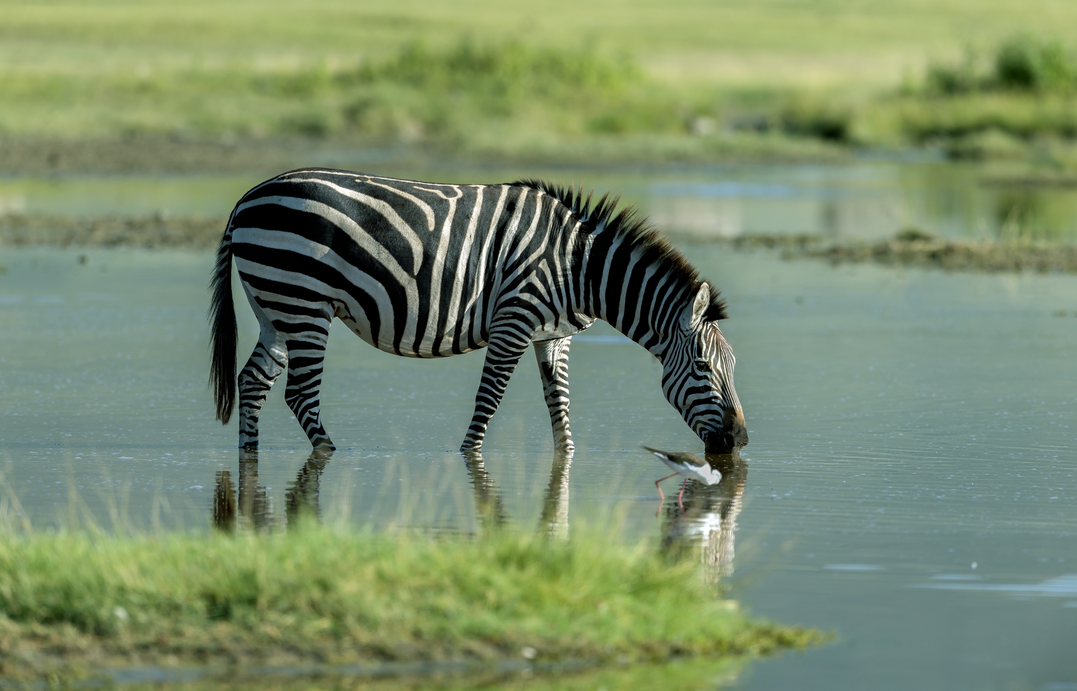 Tanzania 2016 - Zebras