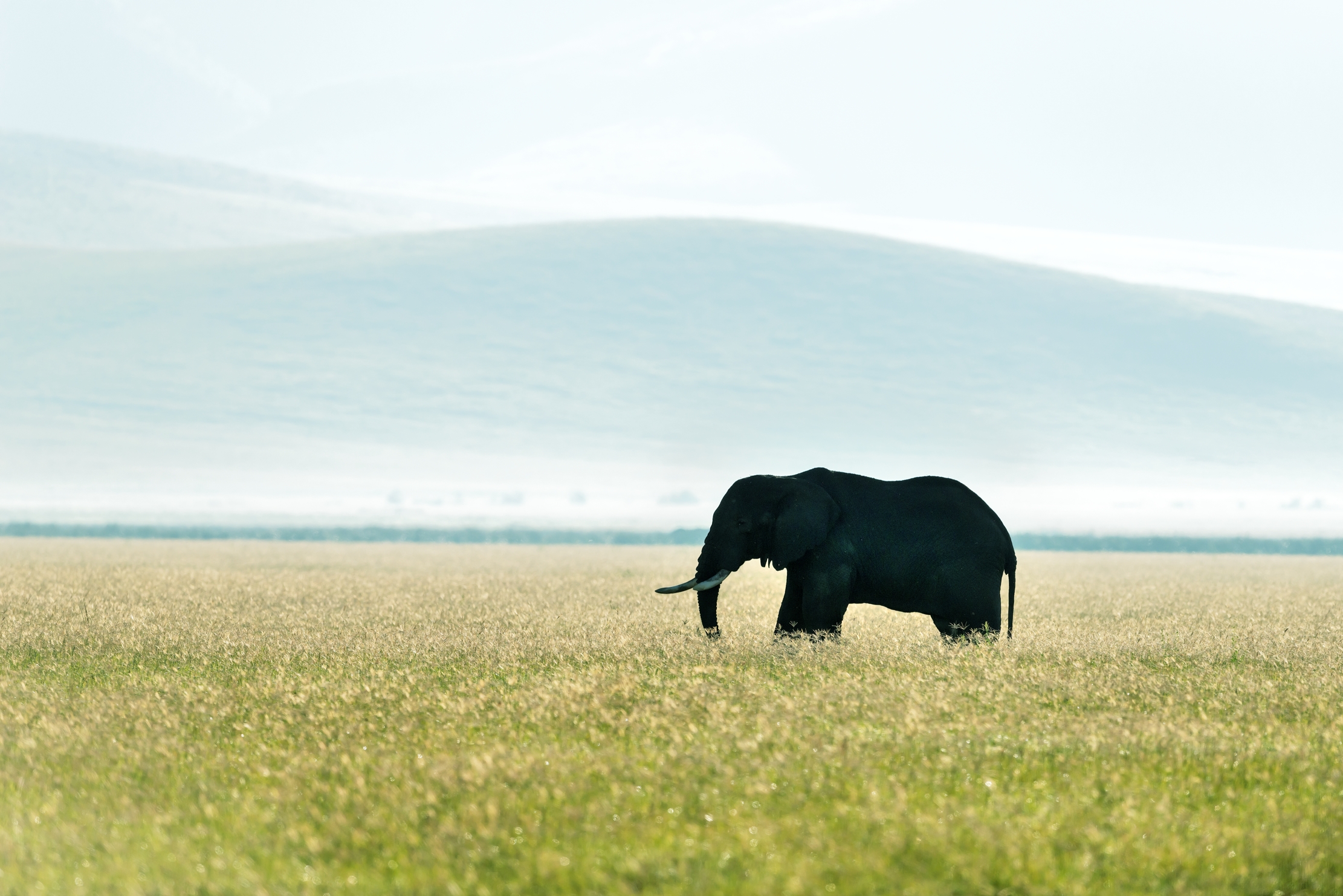 Tanzania 2016 - Nel Ngorongoro crater