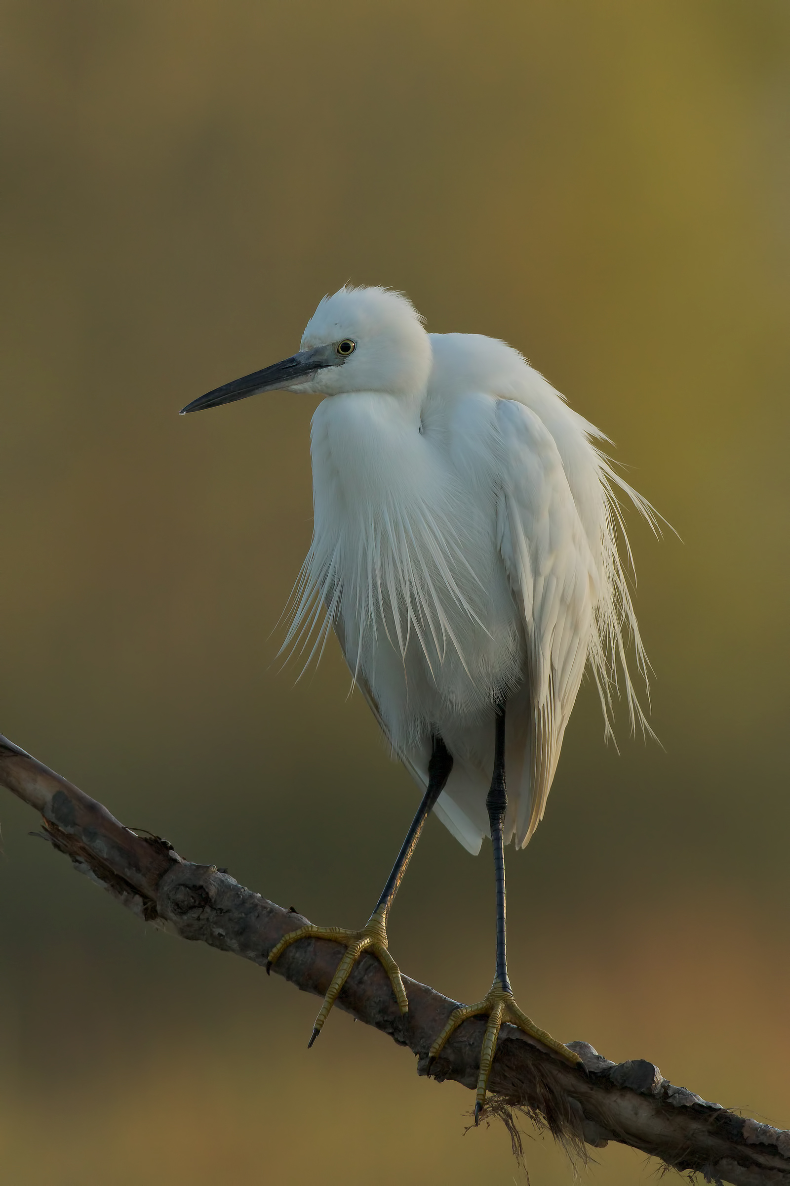 the egret ... dall'orecchino Pearl