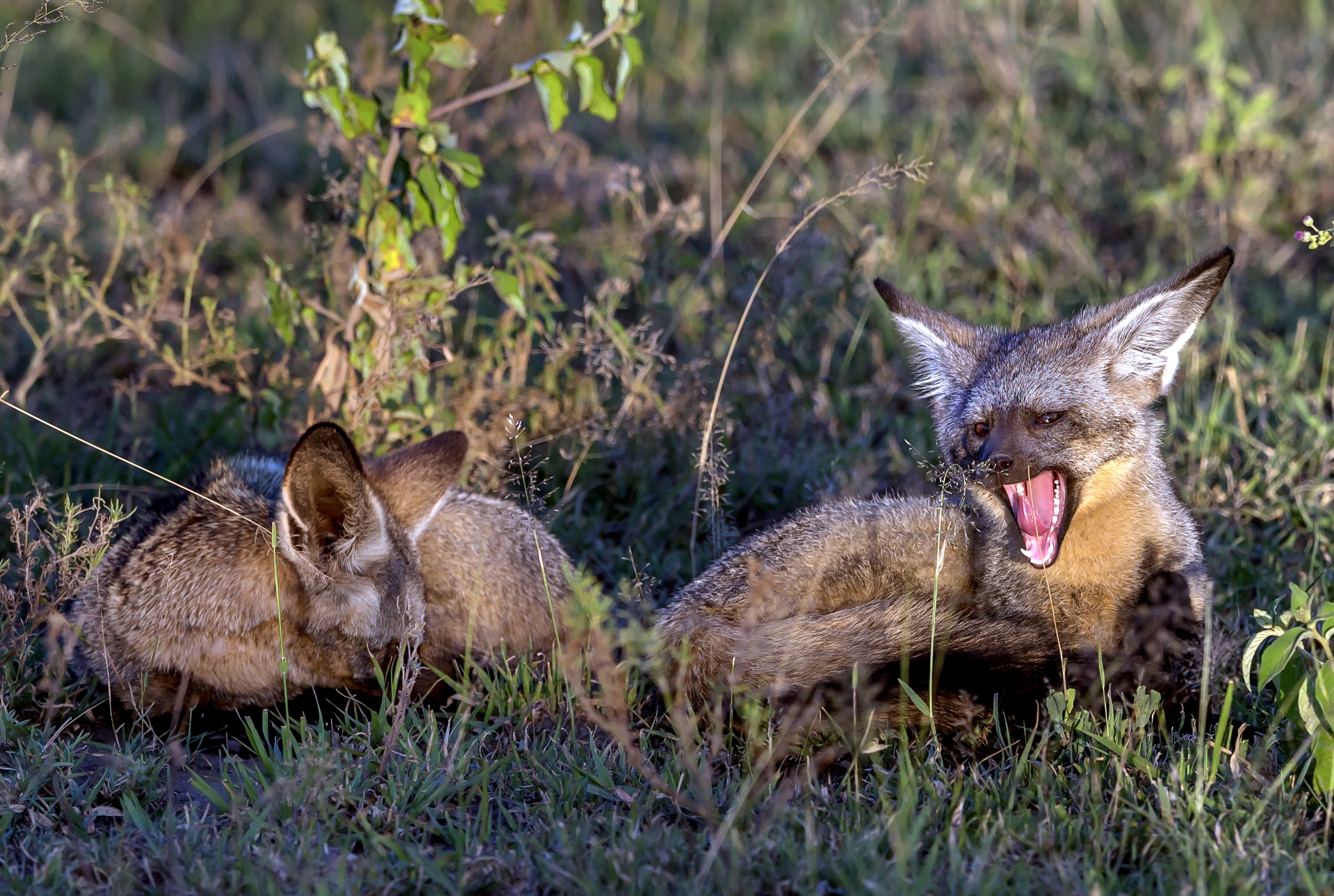 Tanzania 2016 - Sonnolenza