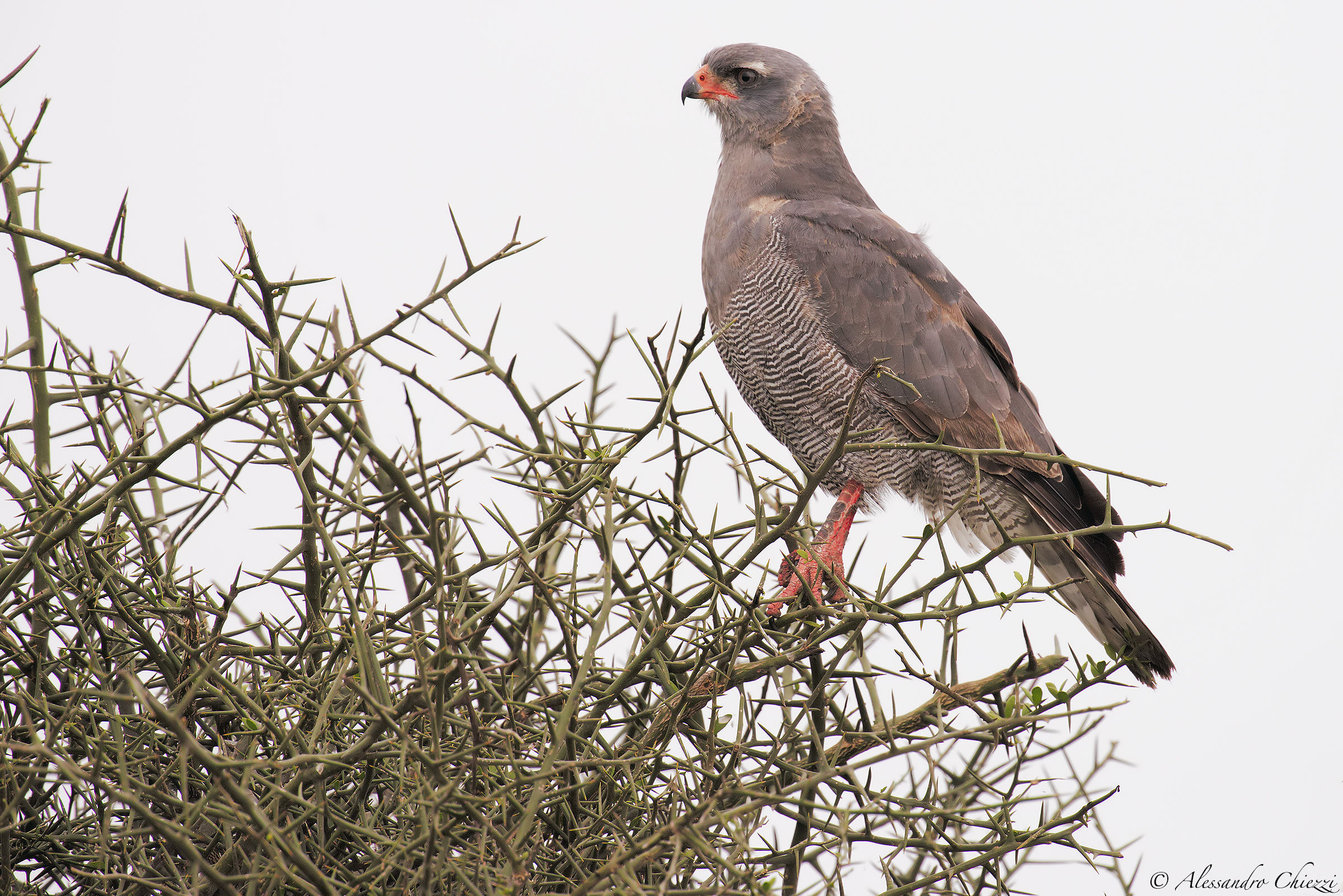 Goshawk Eastern singer