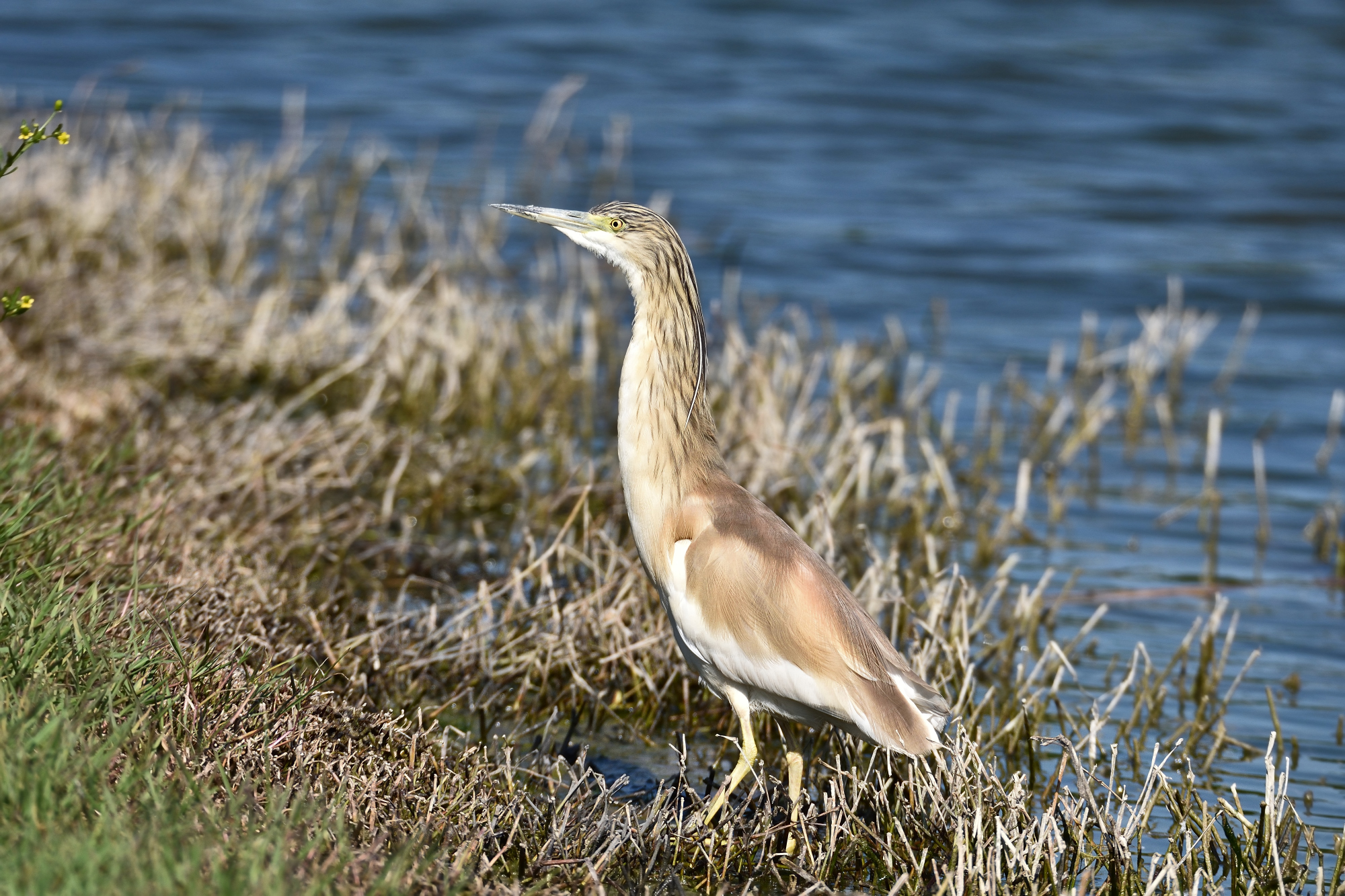 Squacco Heron (Ardeola ralloides)