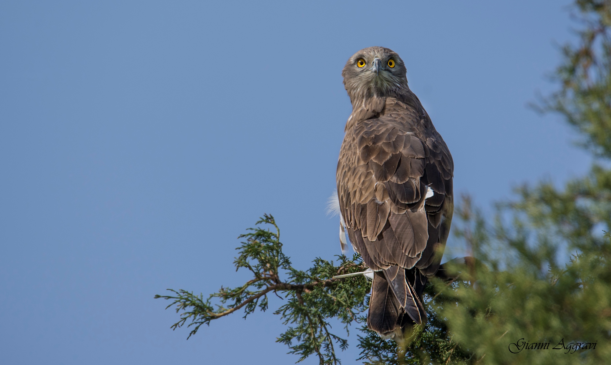 Biancone (Circaetus gallicus)