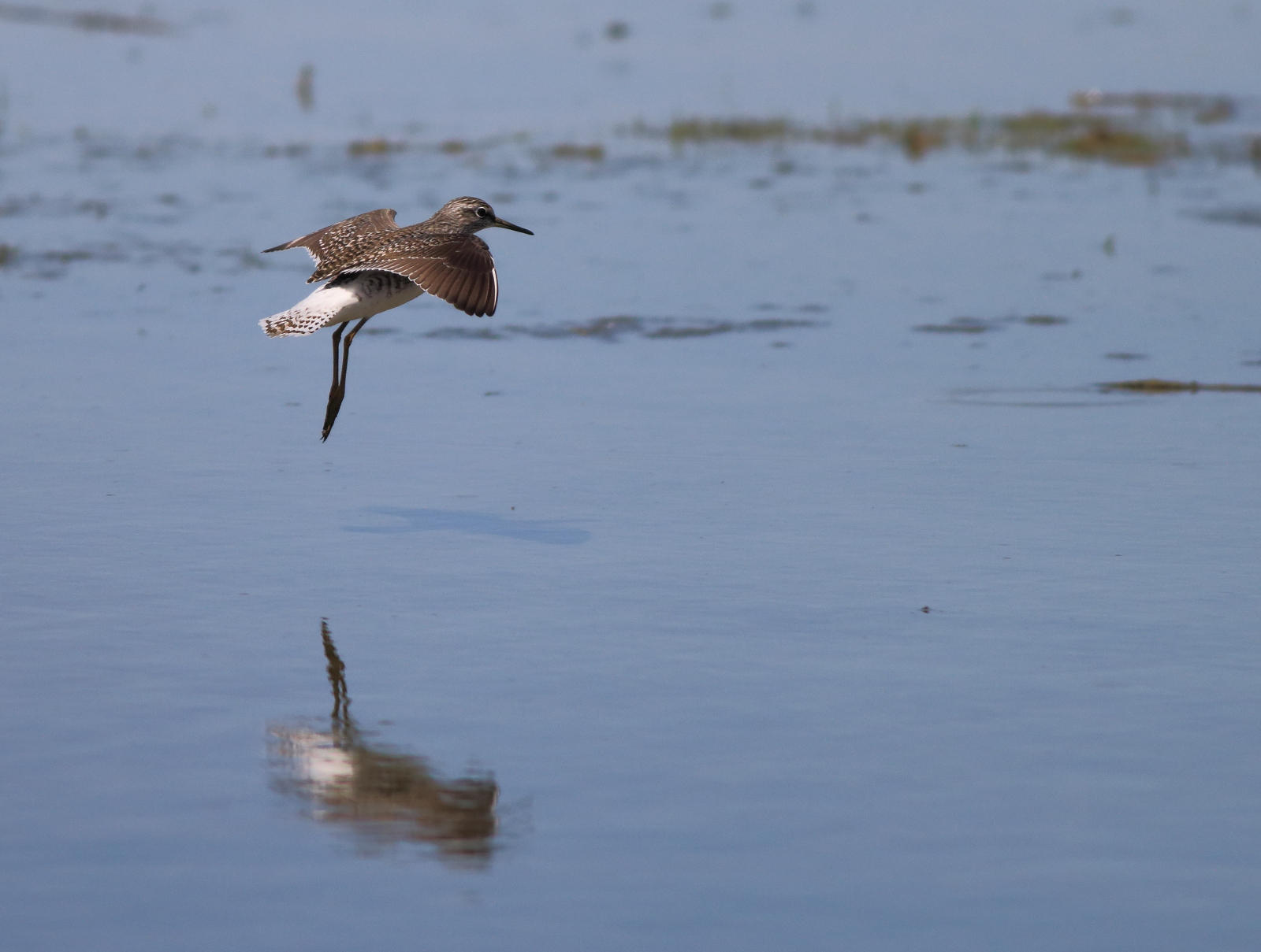 Sandpipers in flight. .