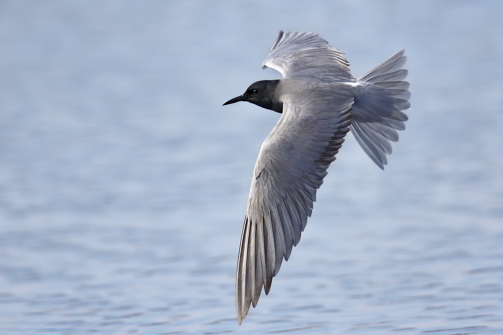 La grande ala del mignattino