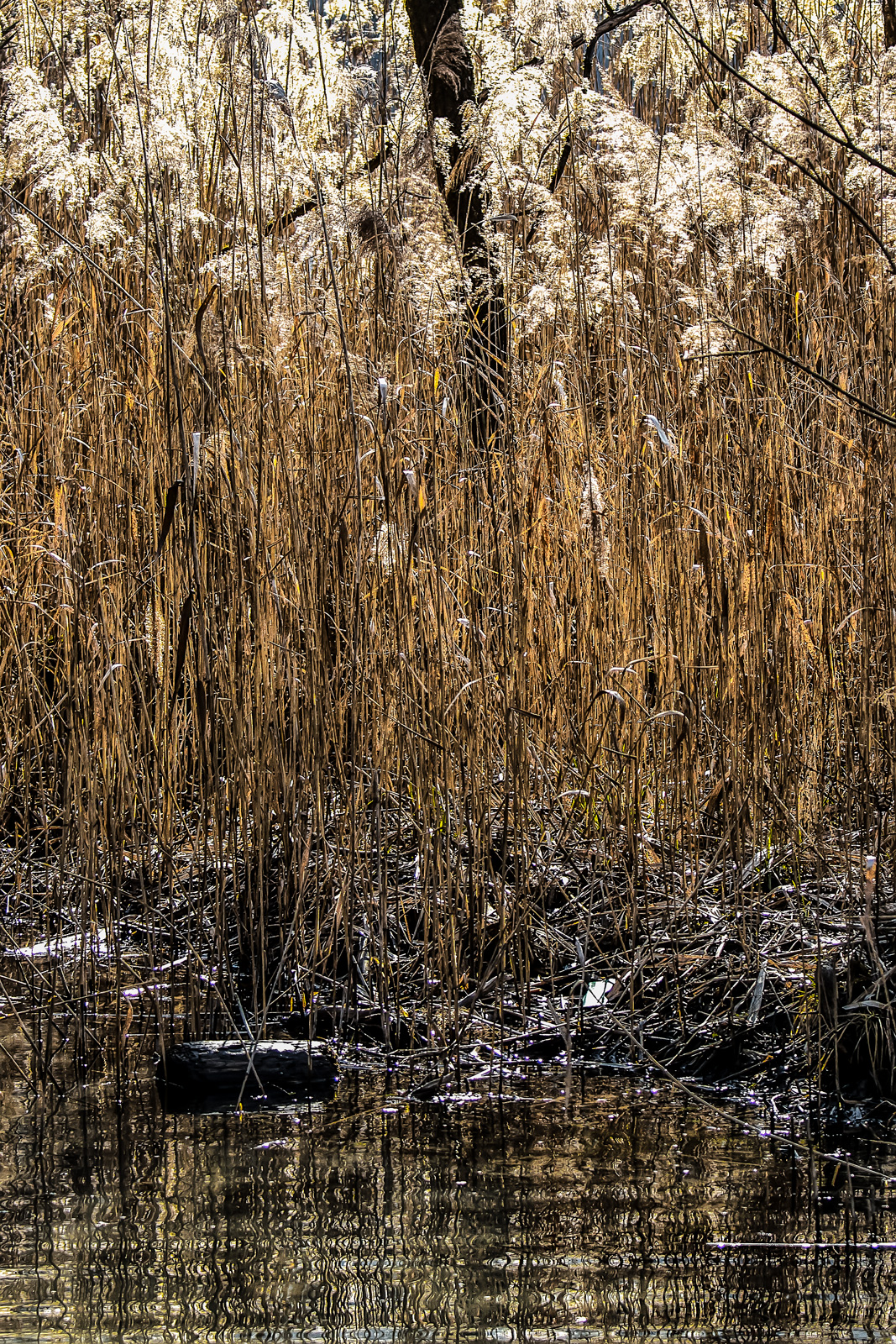 texture con pinnacchio