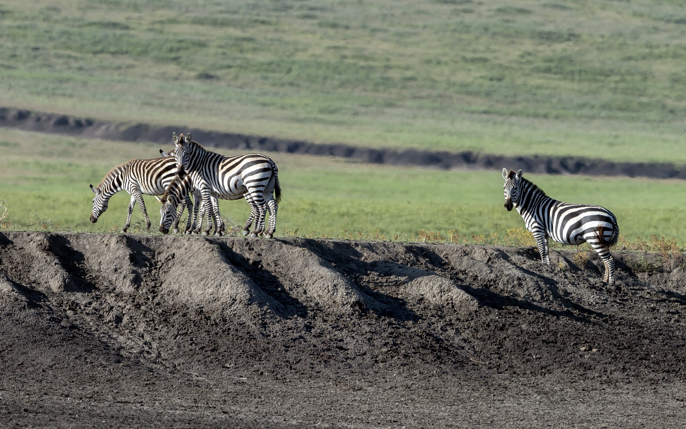 Tanzania 2016 - Zebre