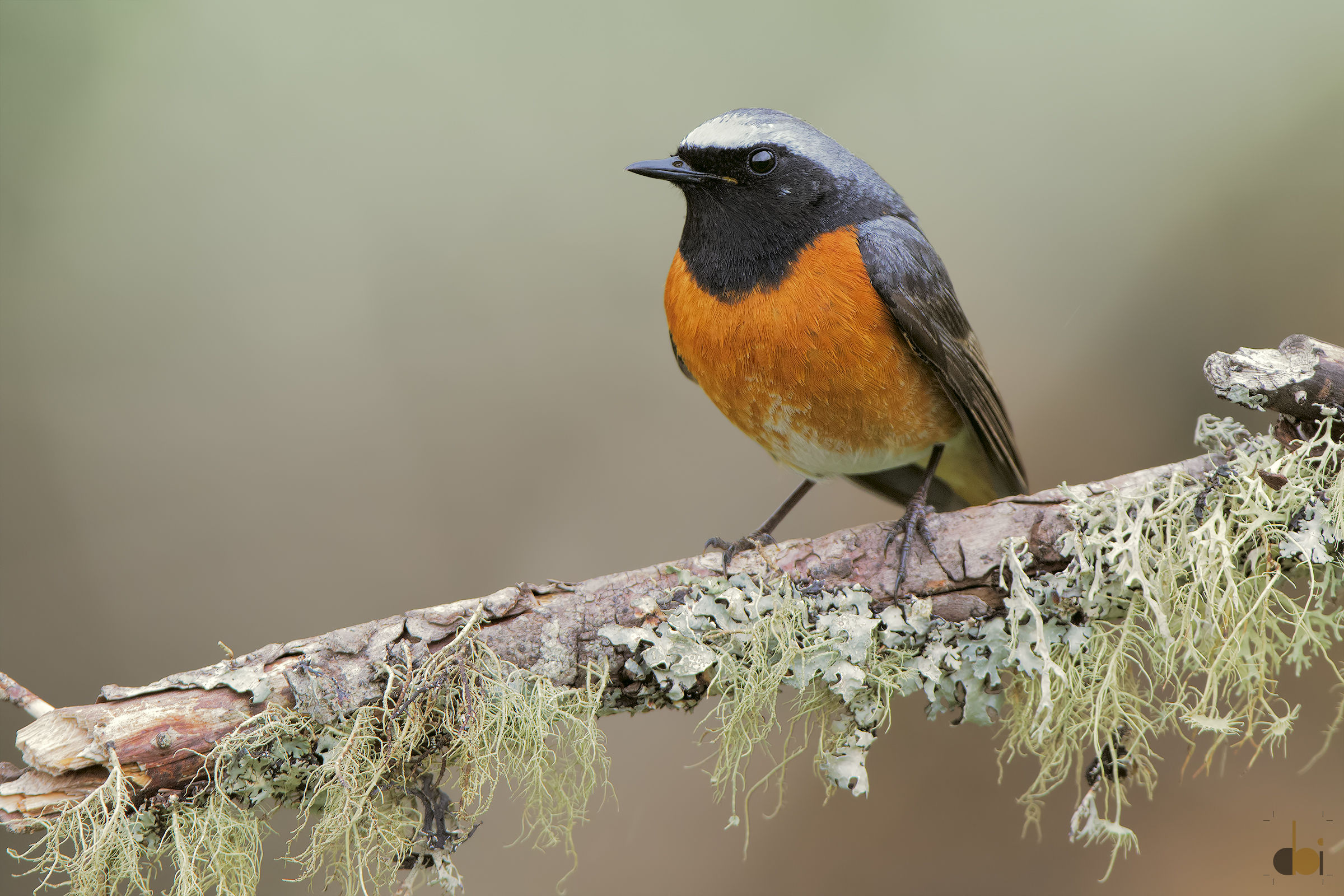 Redstart male