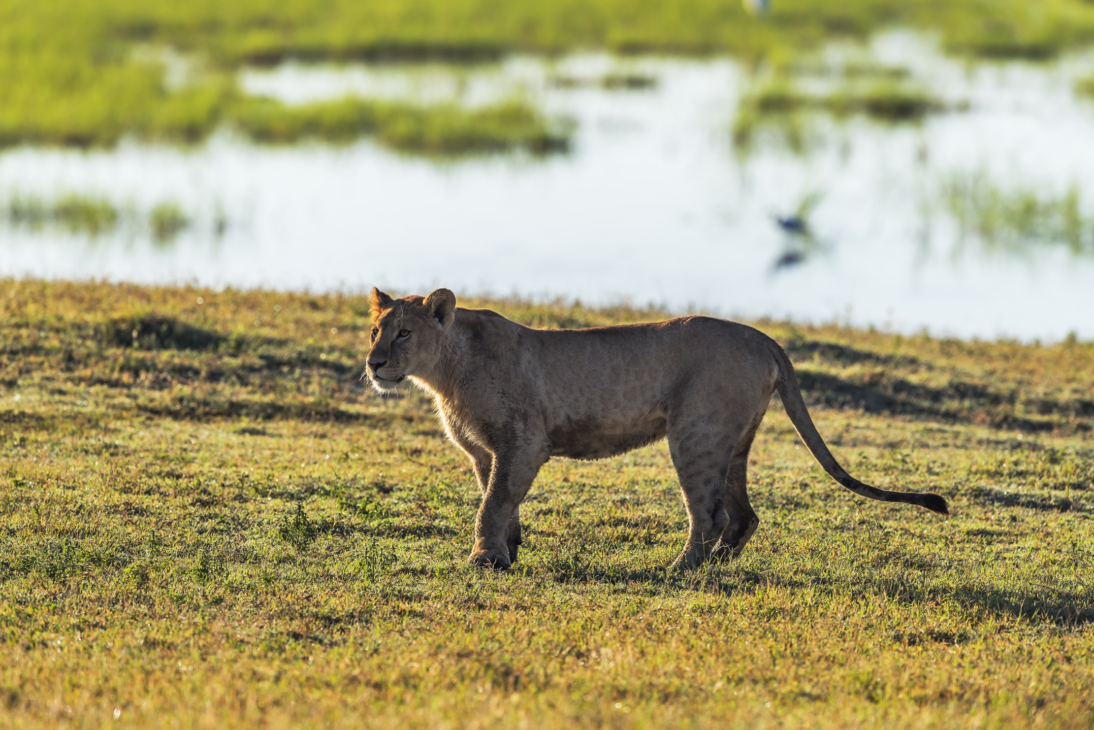 Tanzania 2016 - Nel Ngorongoro crater