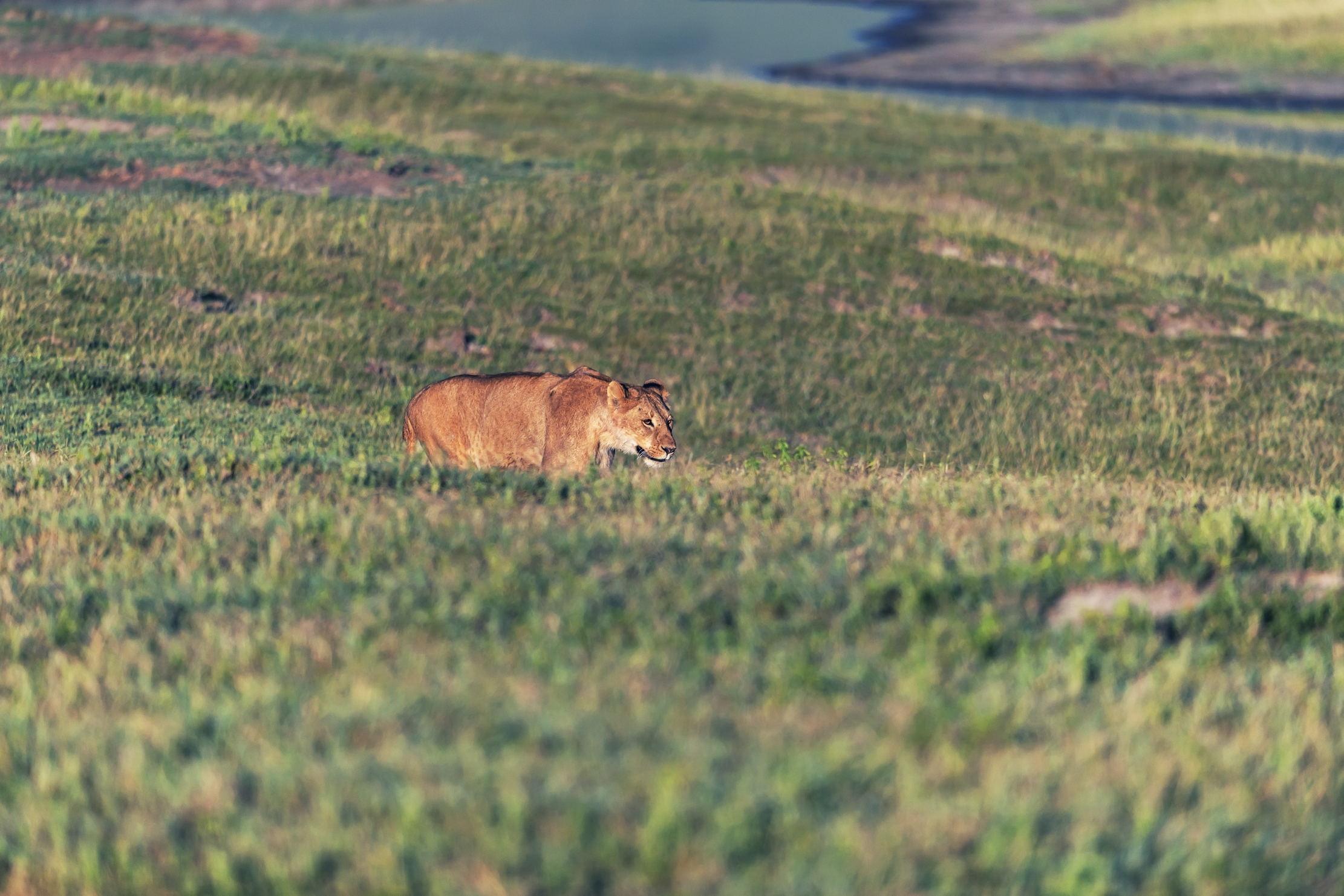 Tanzania 2016 - Nel Ngorongoro crater