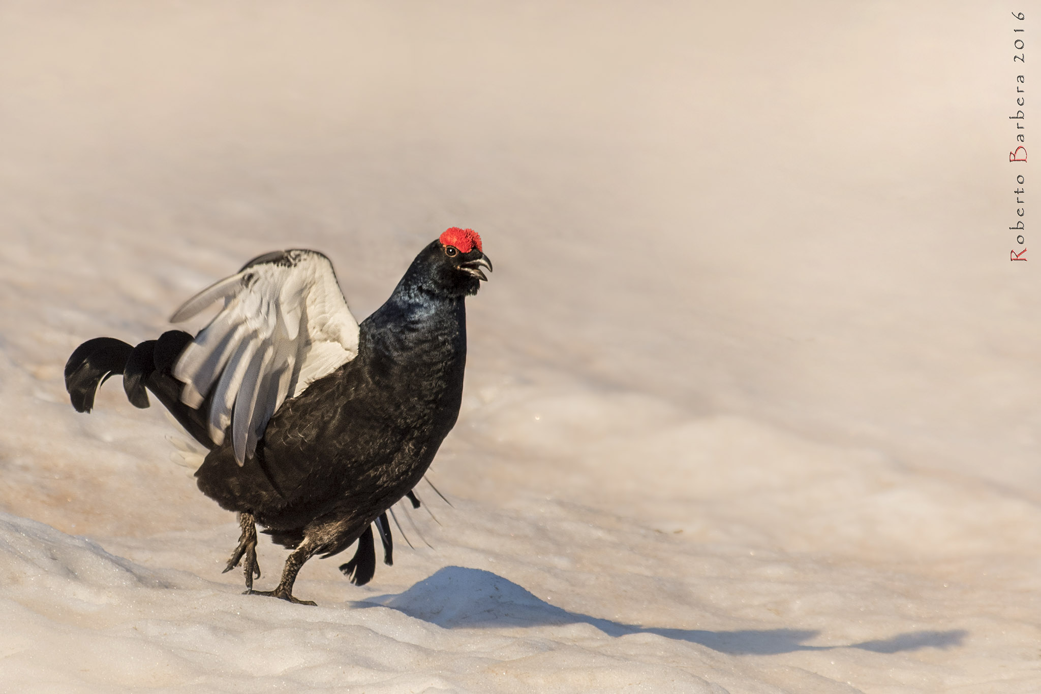 Gallo forcello, arena di canto maggio 2016