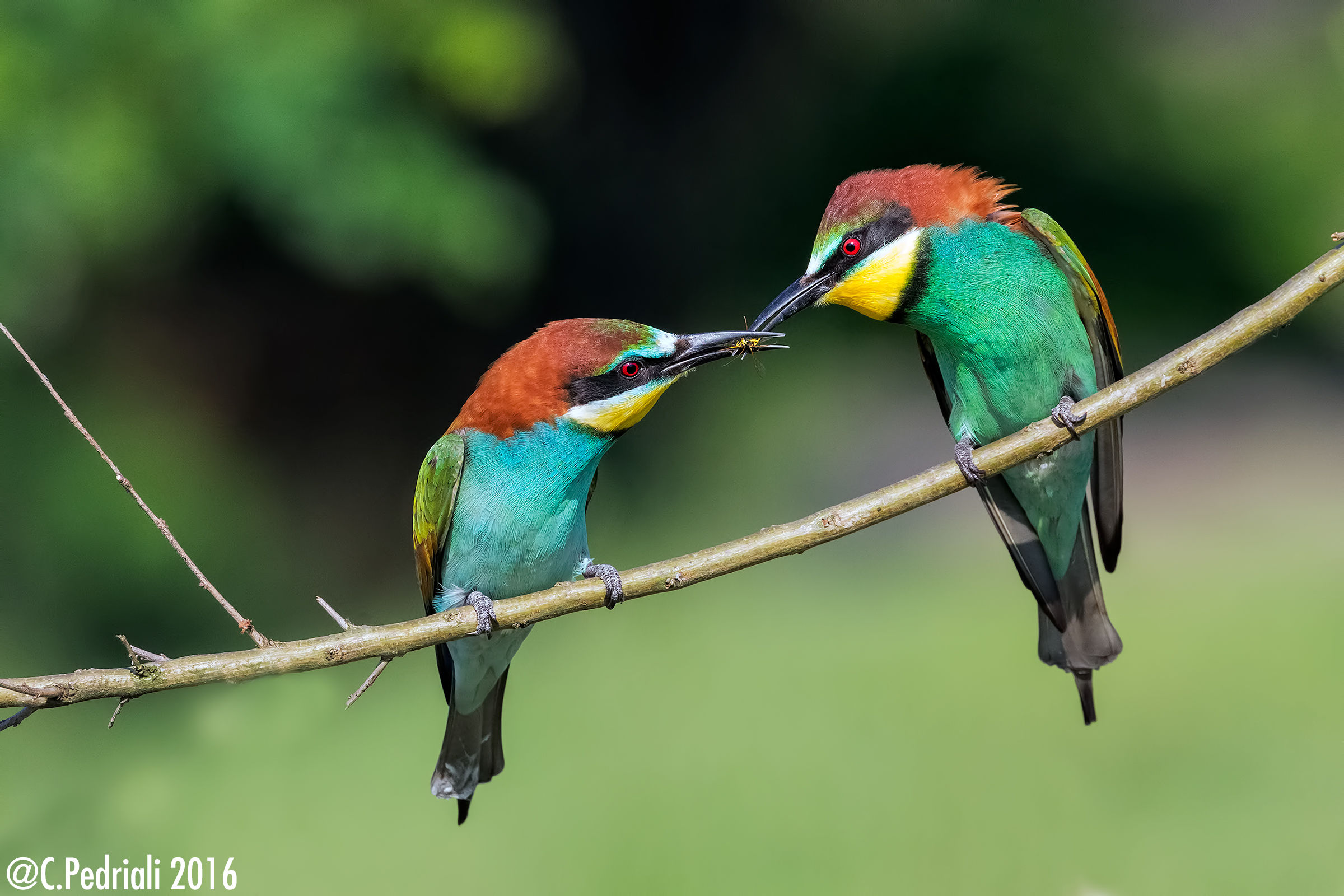 The gift ... (Bee-eaters)