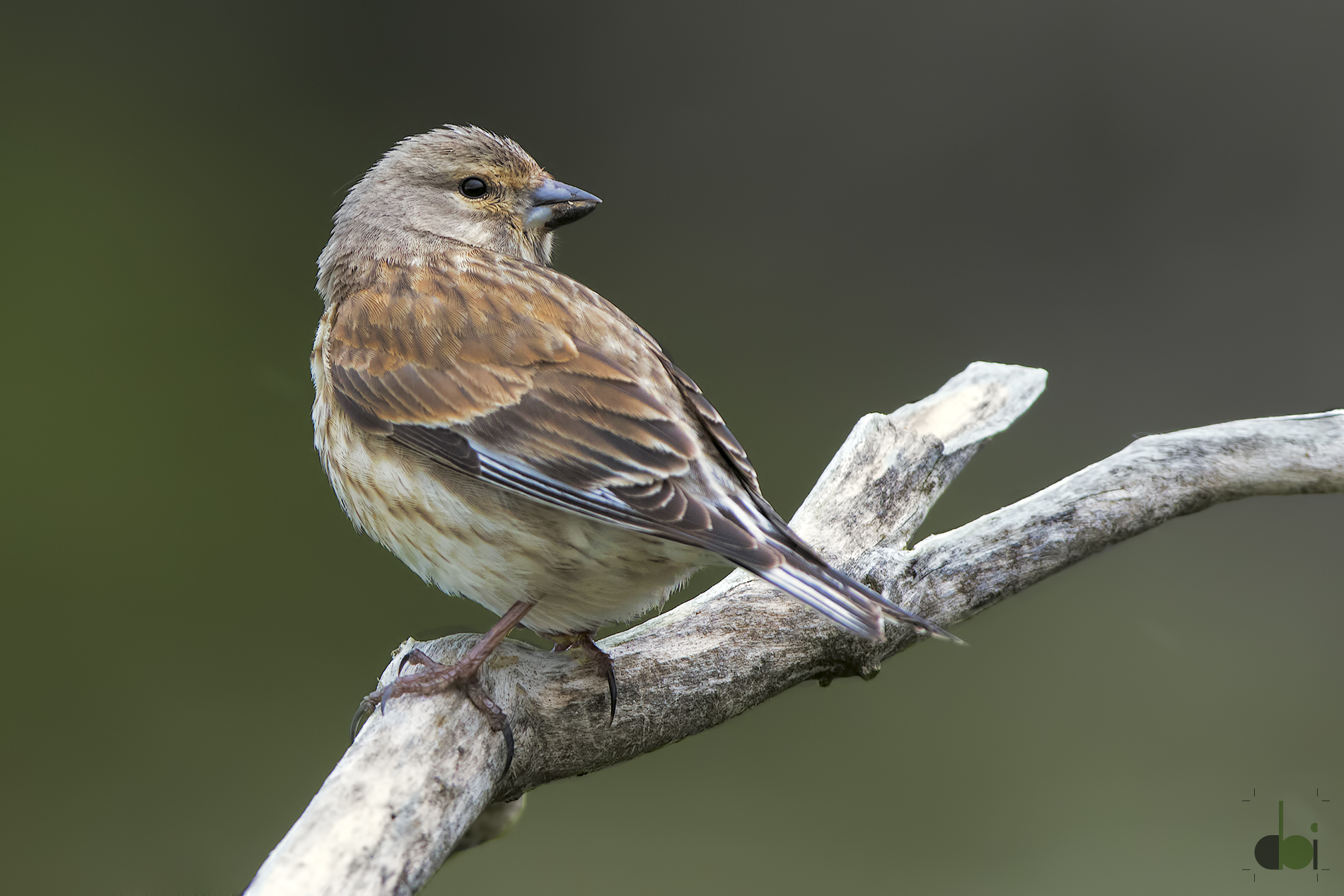 Linnet female