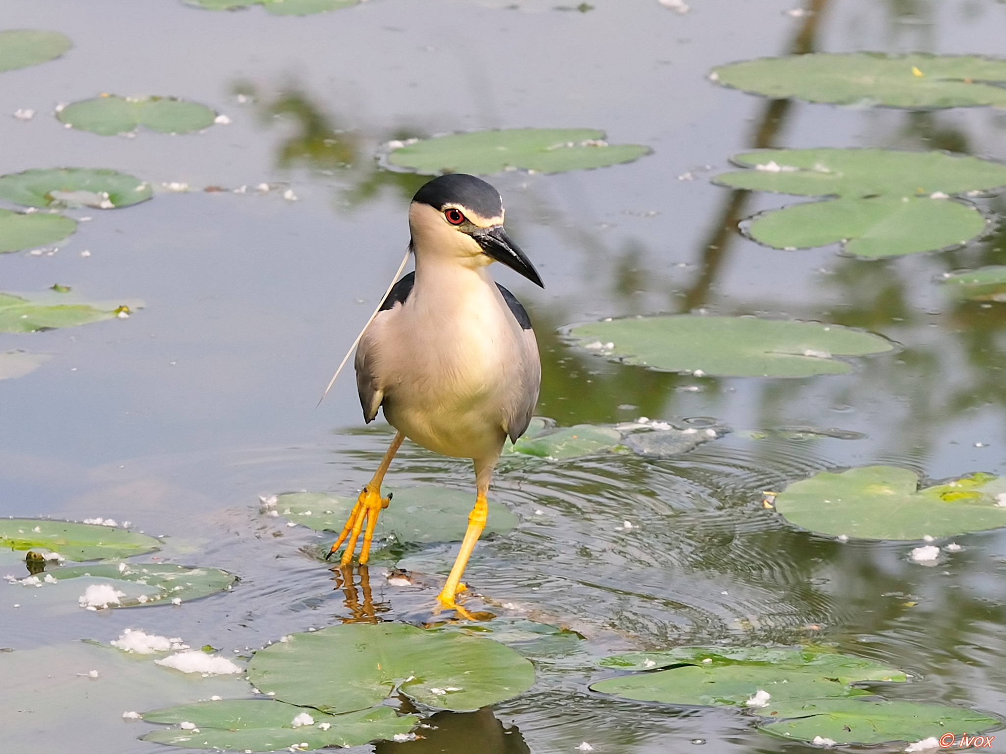 Night Heron