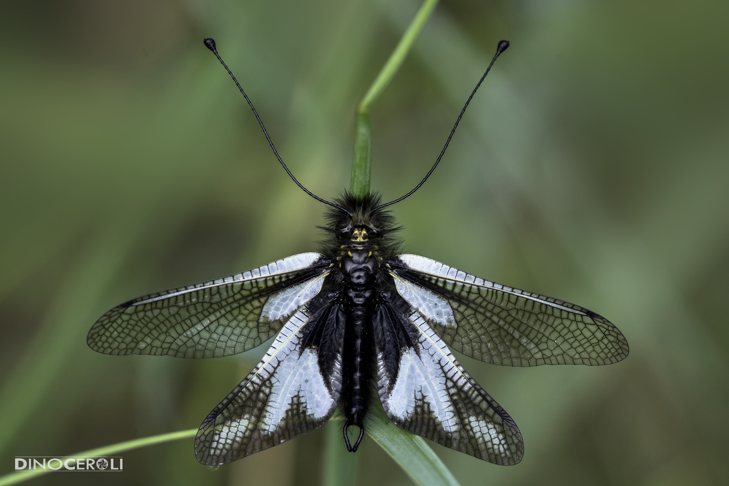 Libelloides Coccaius