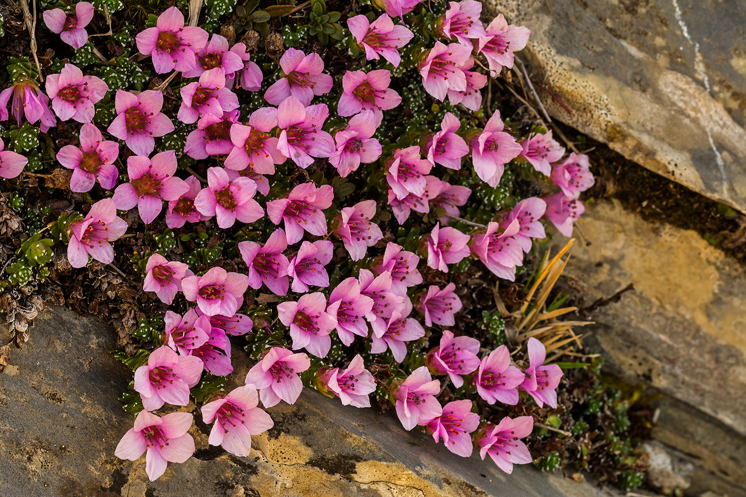 Saxifraga oppositifolia
