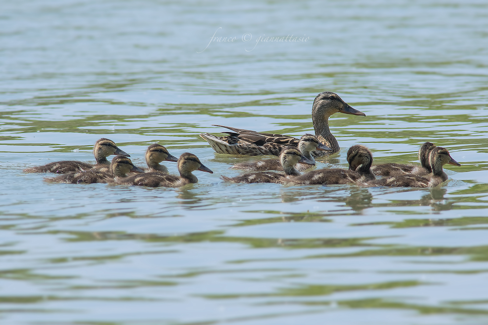 An extended family (Germano female)