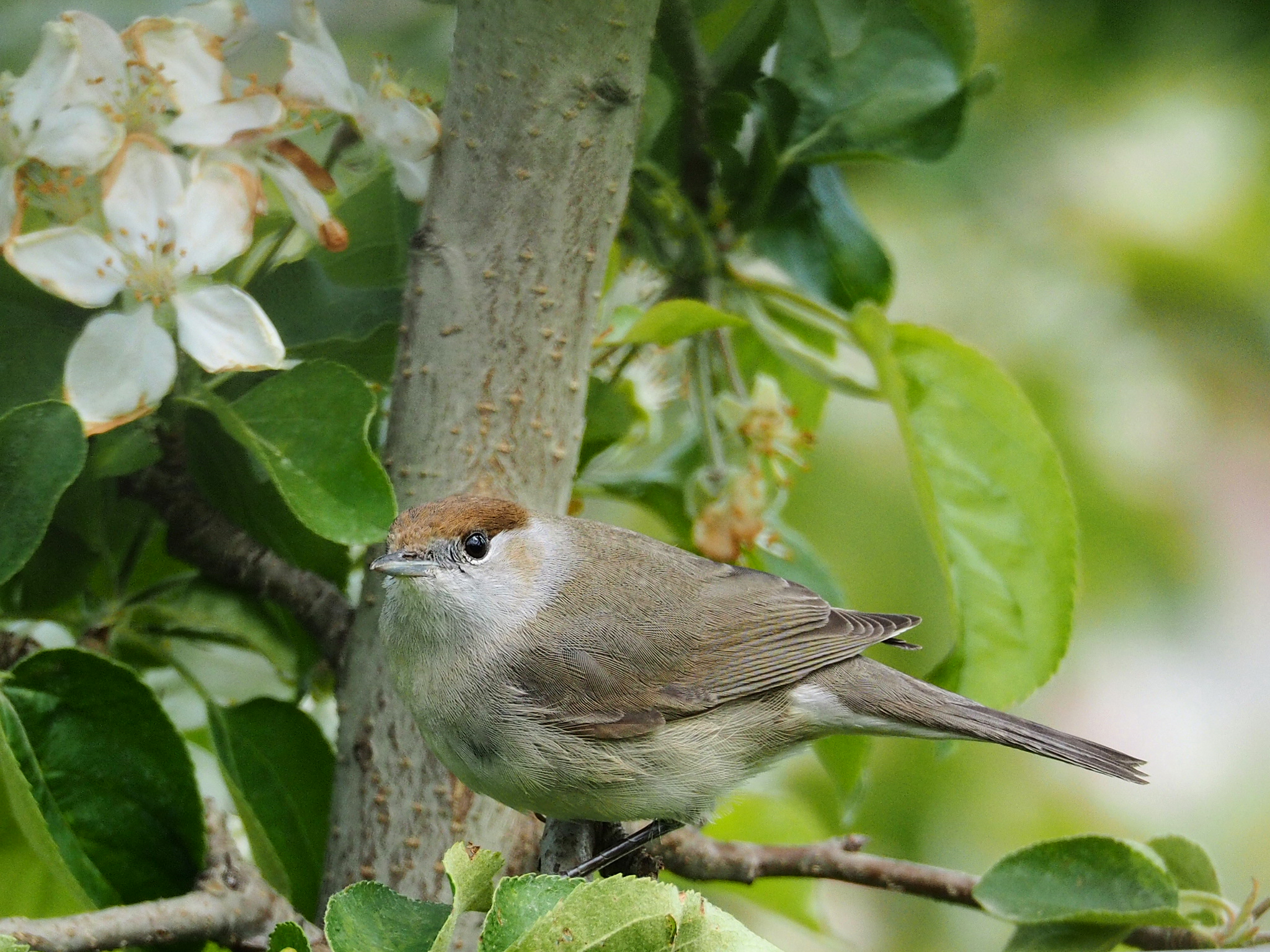 female blackcap