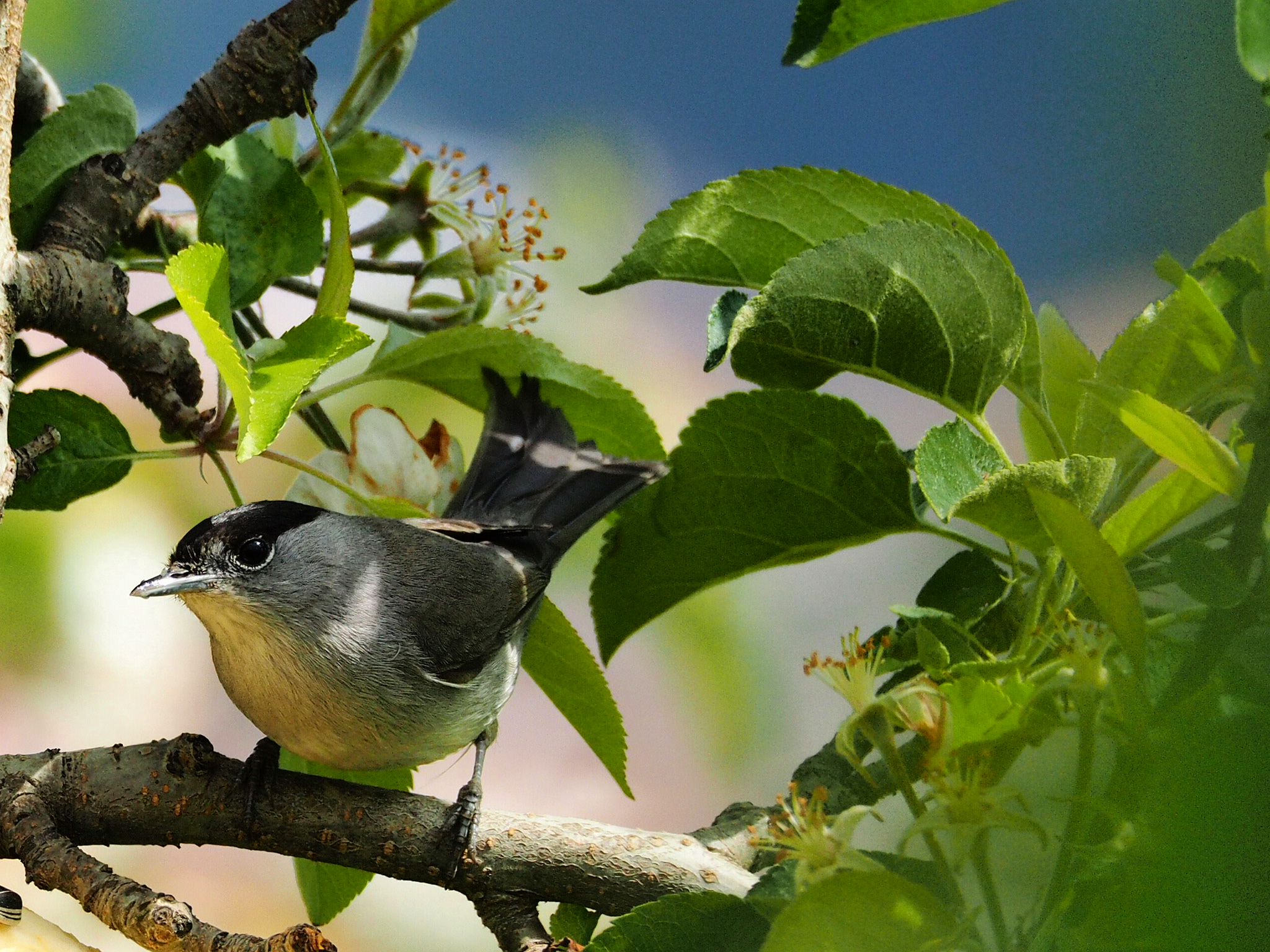 male blackcap