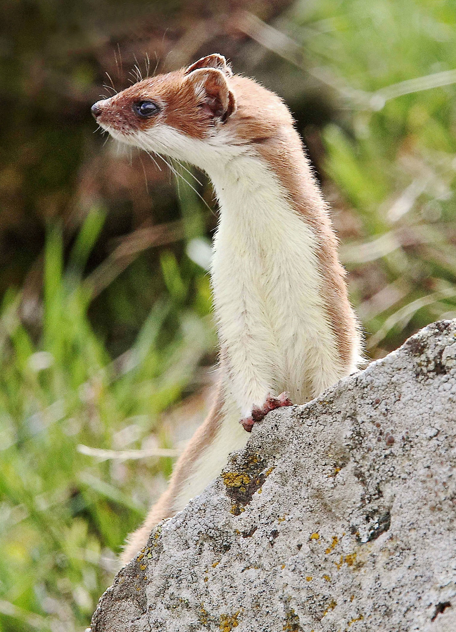 summer ermine Gran Paradiso