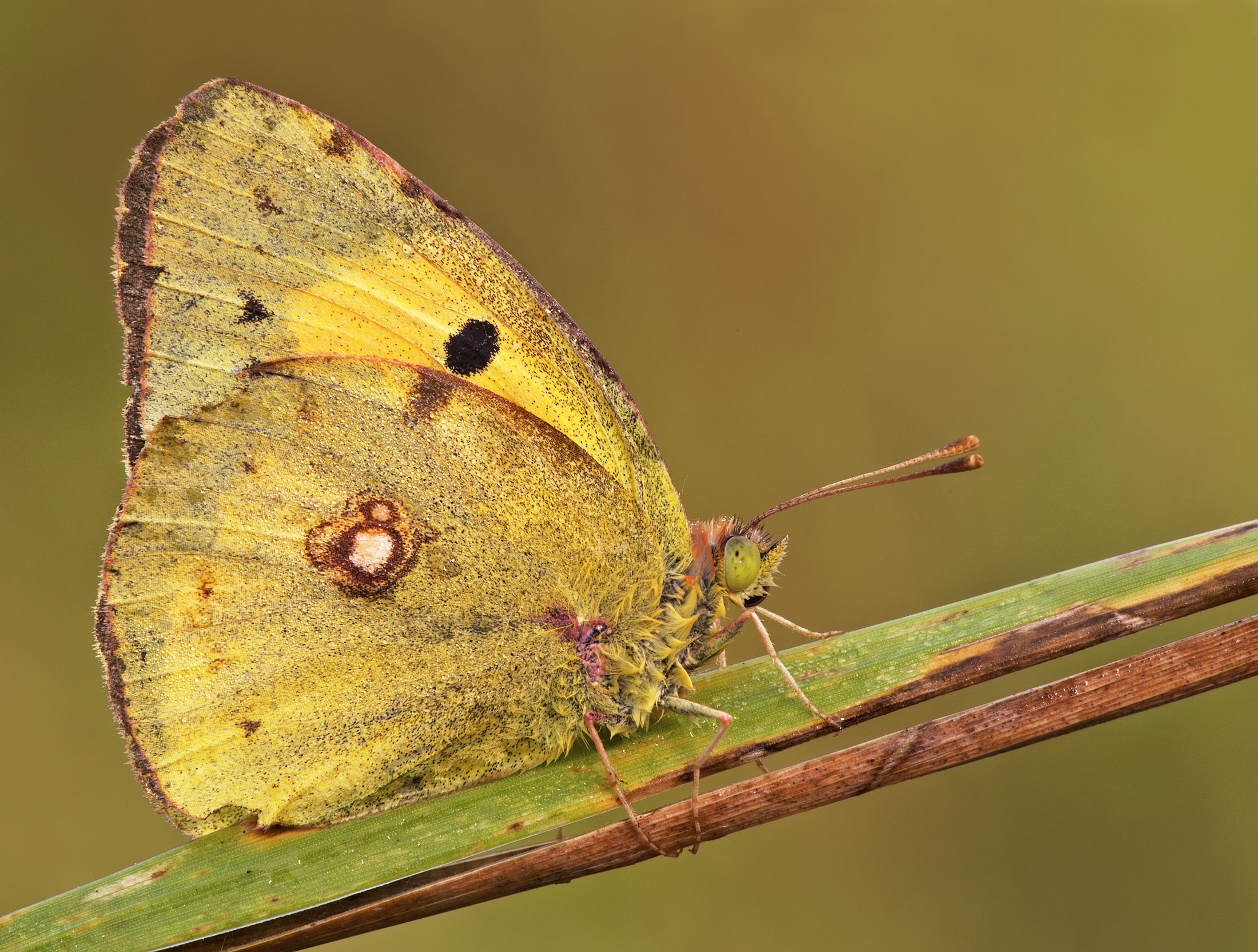 Colias crocea