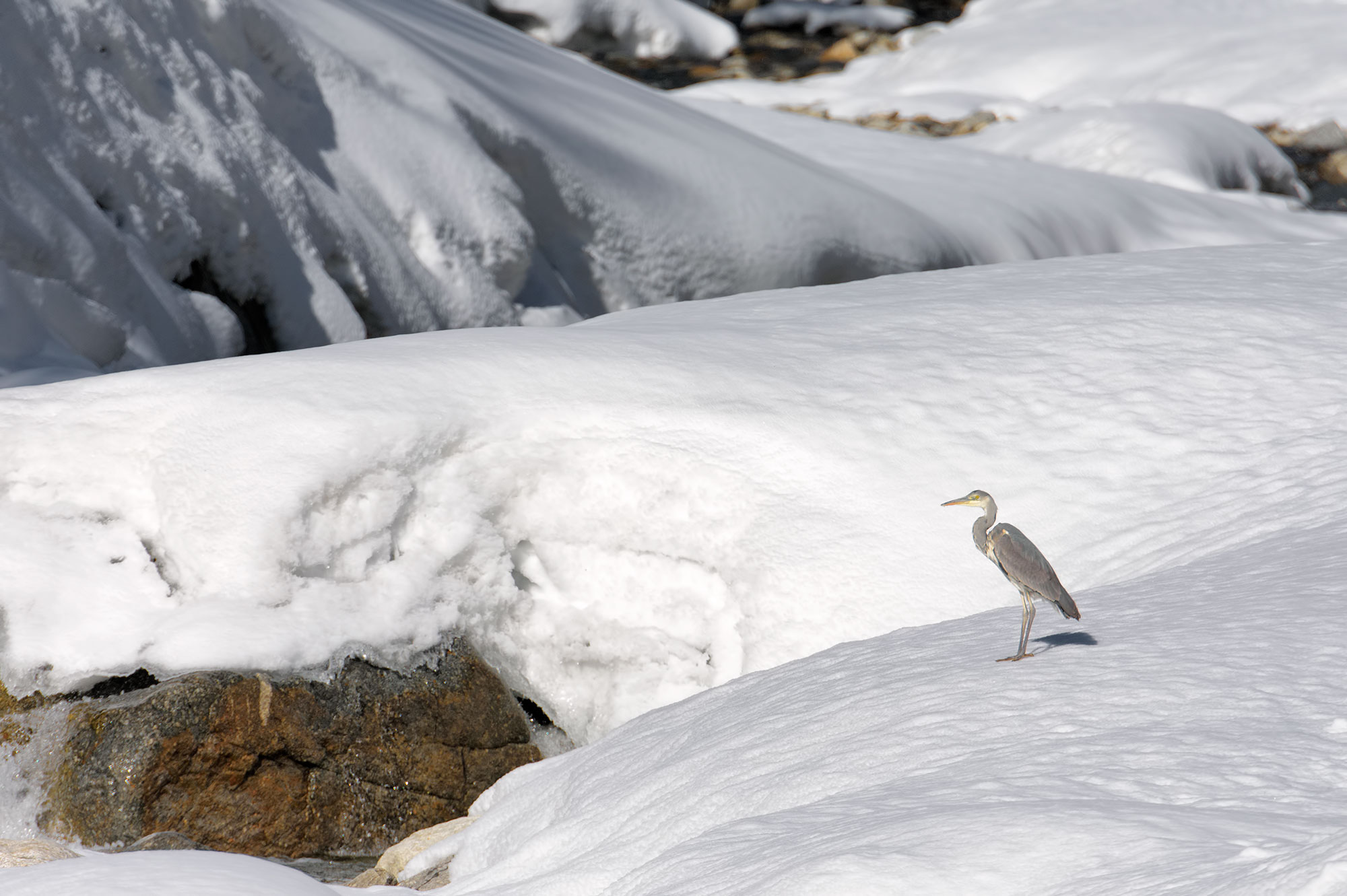 The heron and the Snow