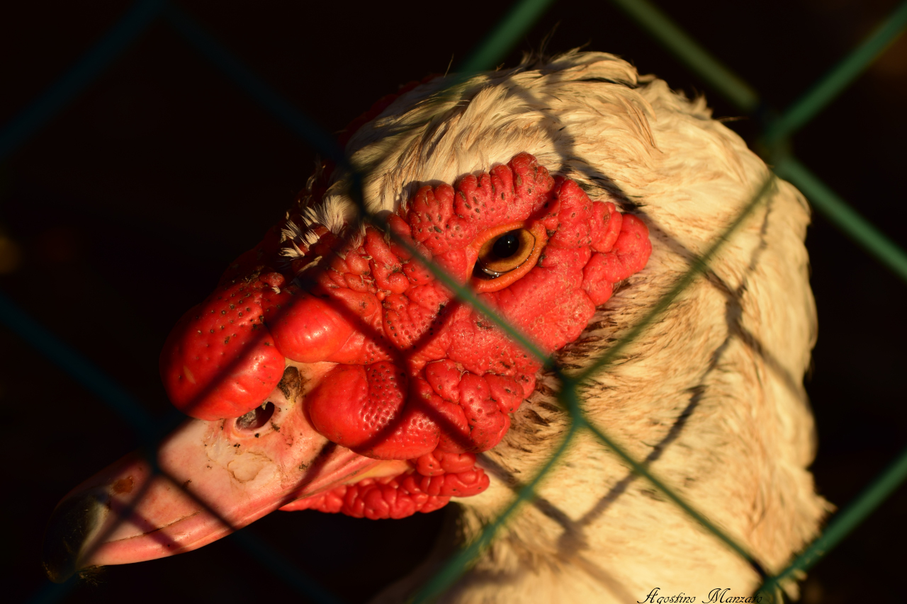 Lo sguardo dell'anatra