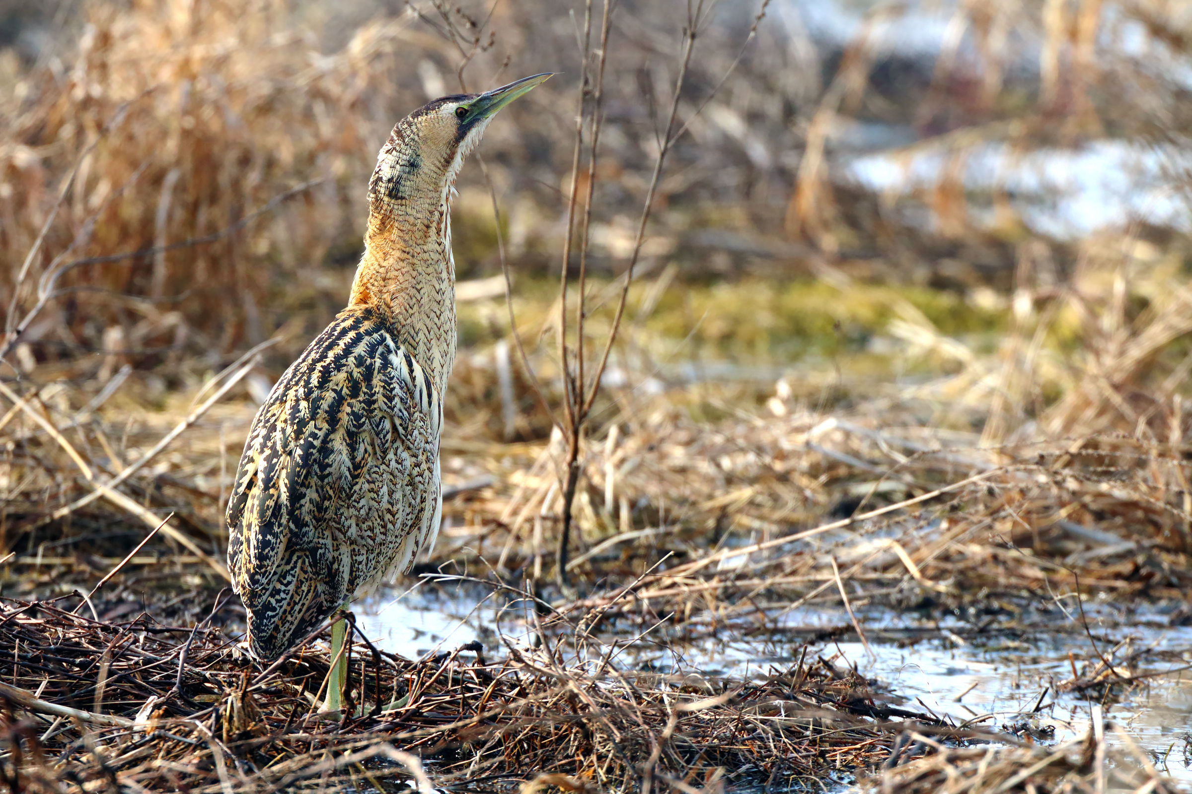 bittern backlight