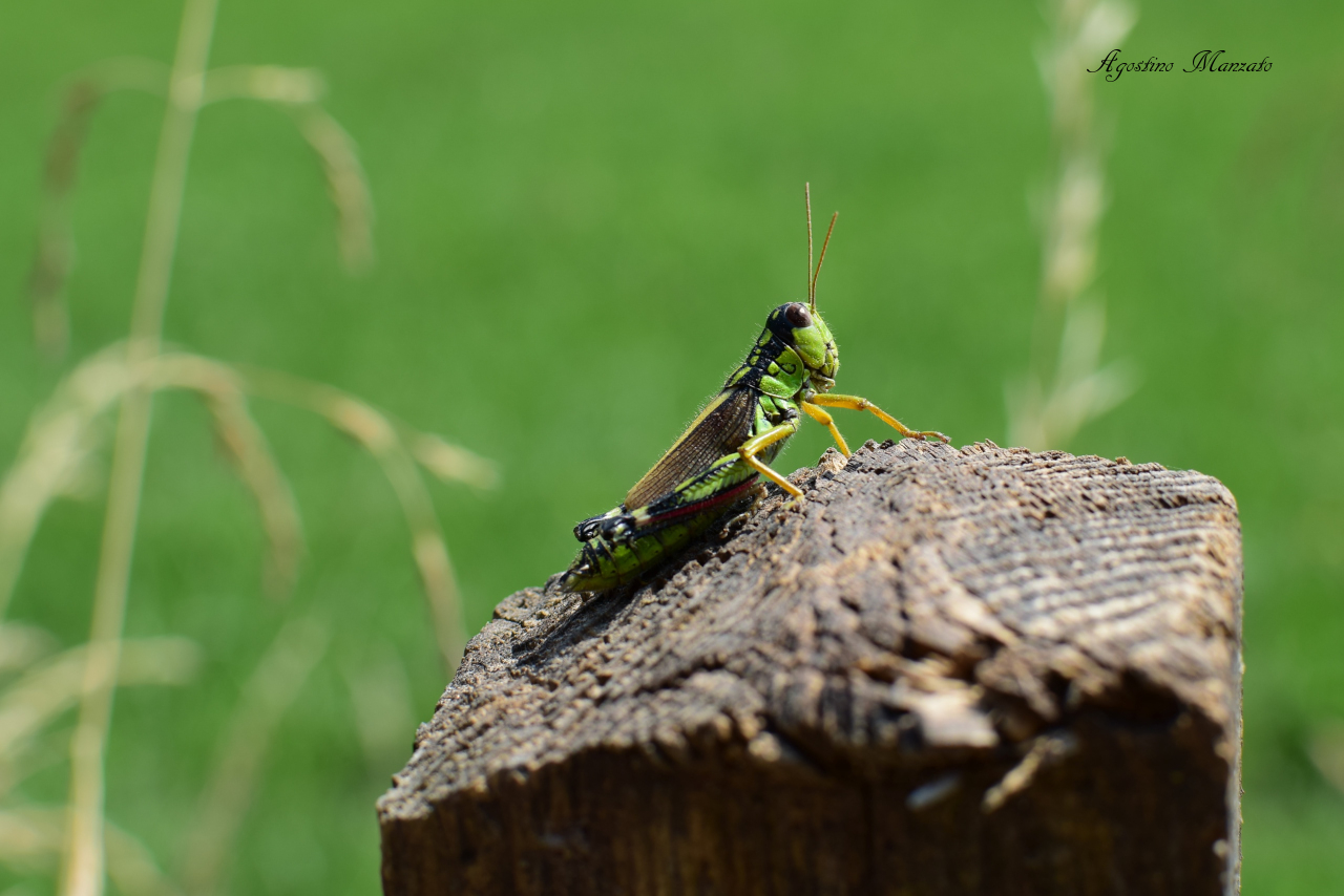 Grasshopper