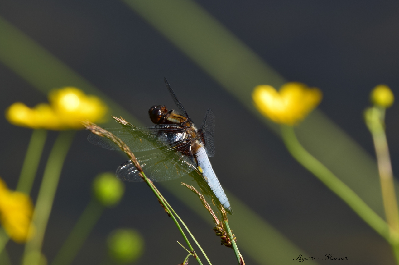 Dragonfly Viatori