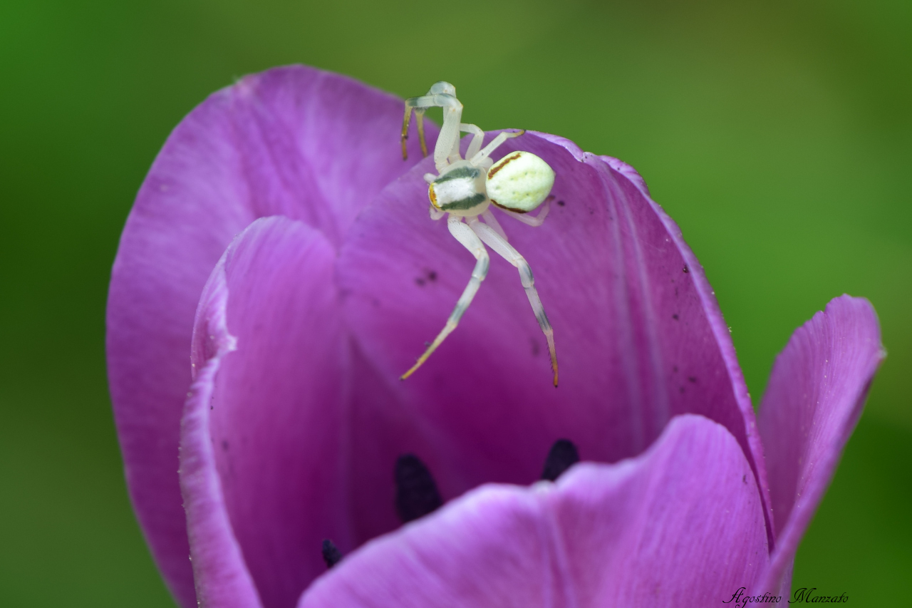 Tulip spider