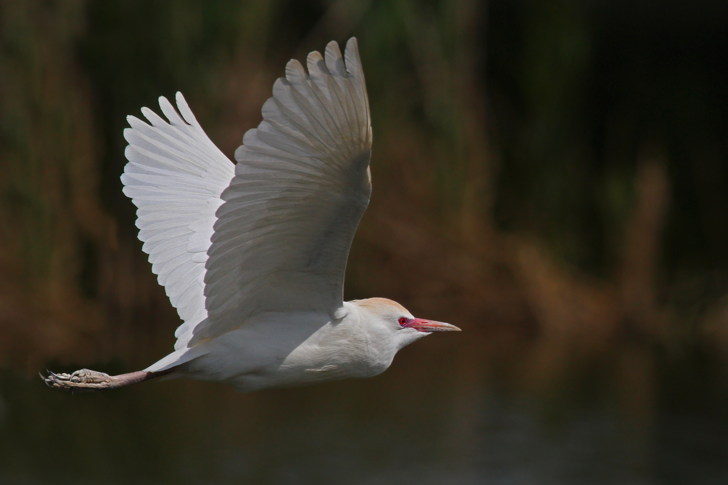 Heron Egrets
