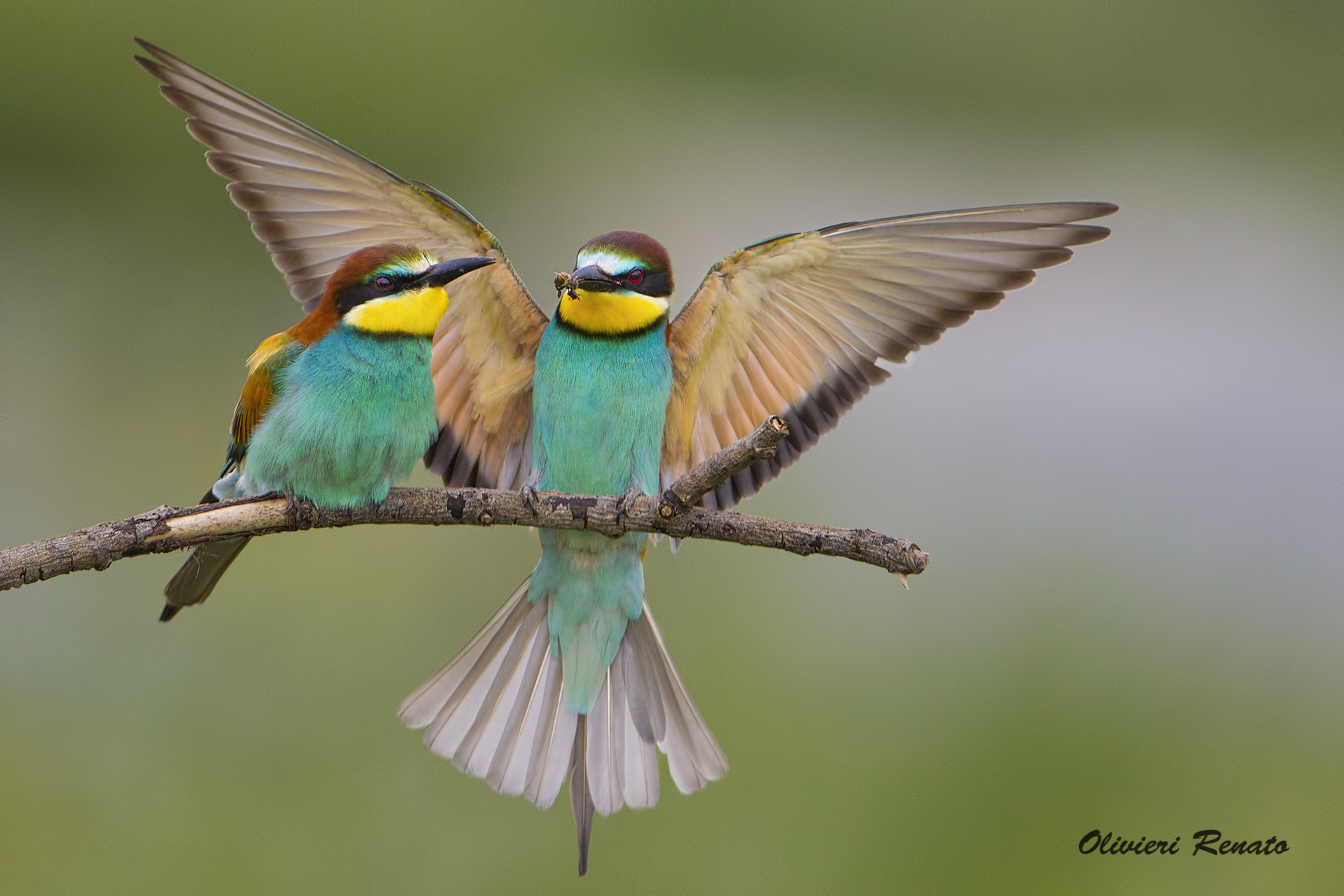 bee-eaters