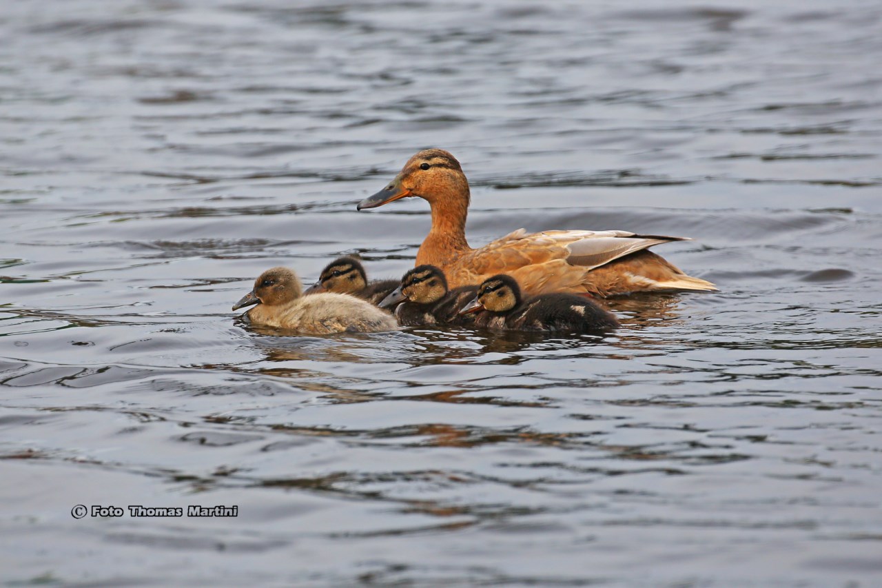 Il "brutto" anatroccolo