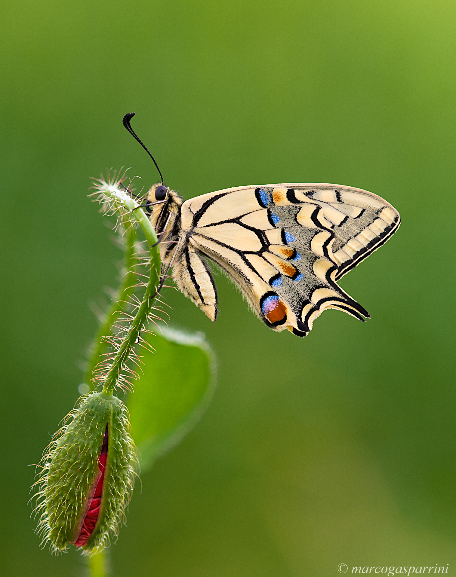 swallowtail