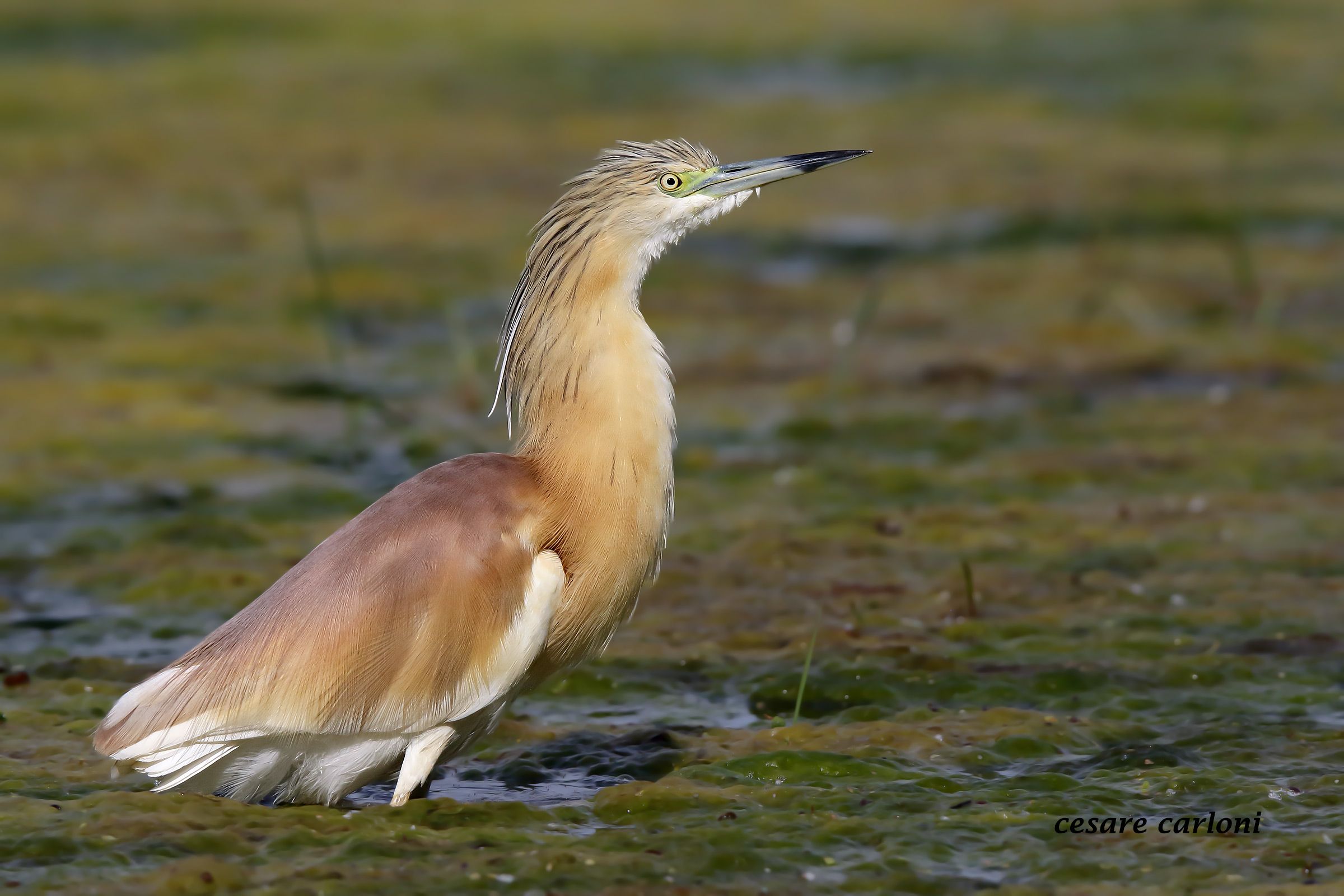 Sgarza ciuffetto (ardeola ralloides)