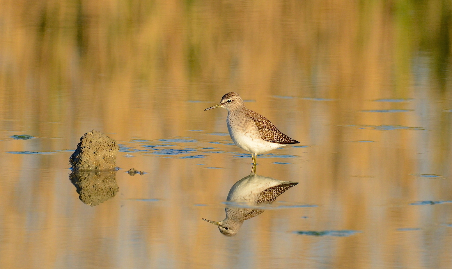 Sandpipers at sunset ...