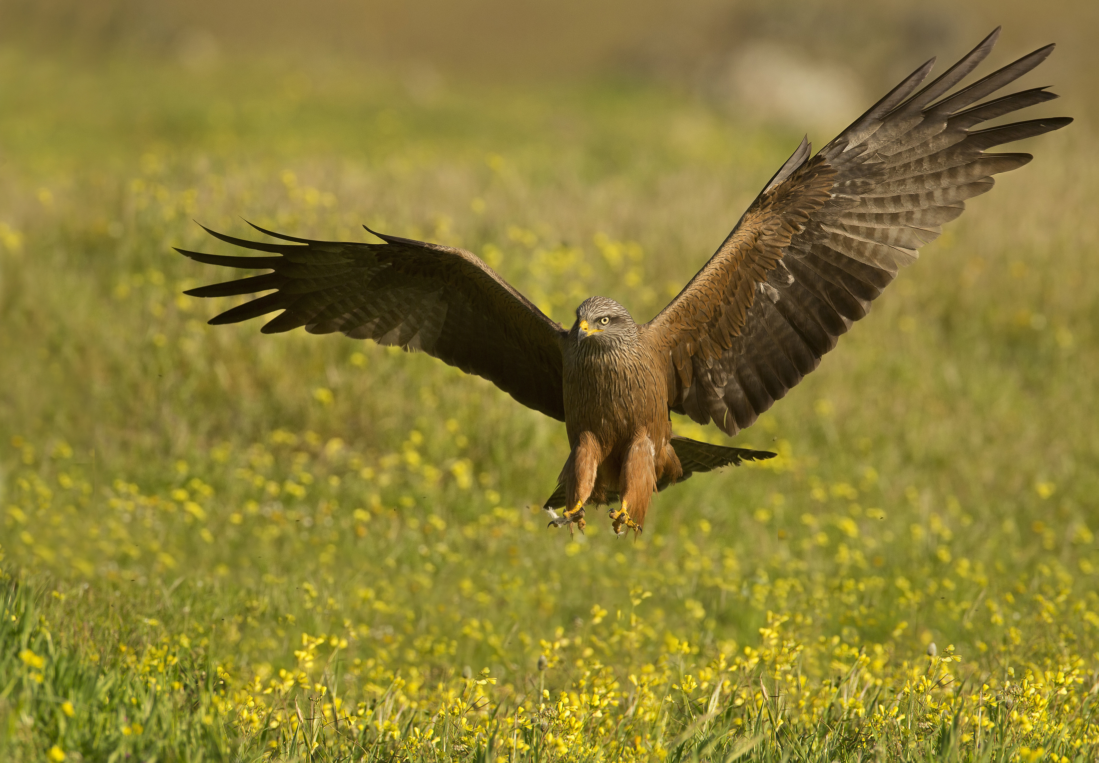 nibbio bruno(milvus migrans)