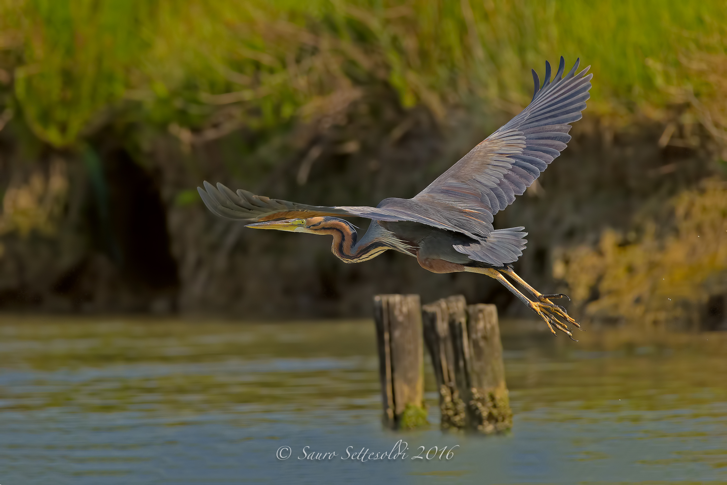 Airone Rosso in volo