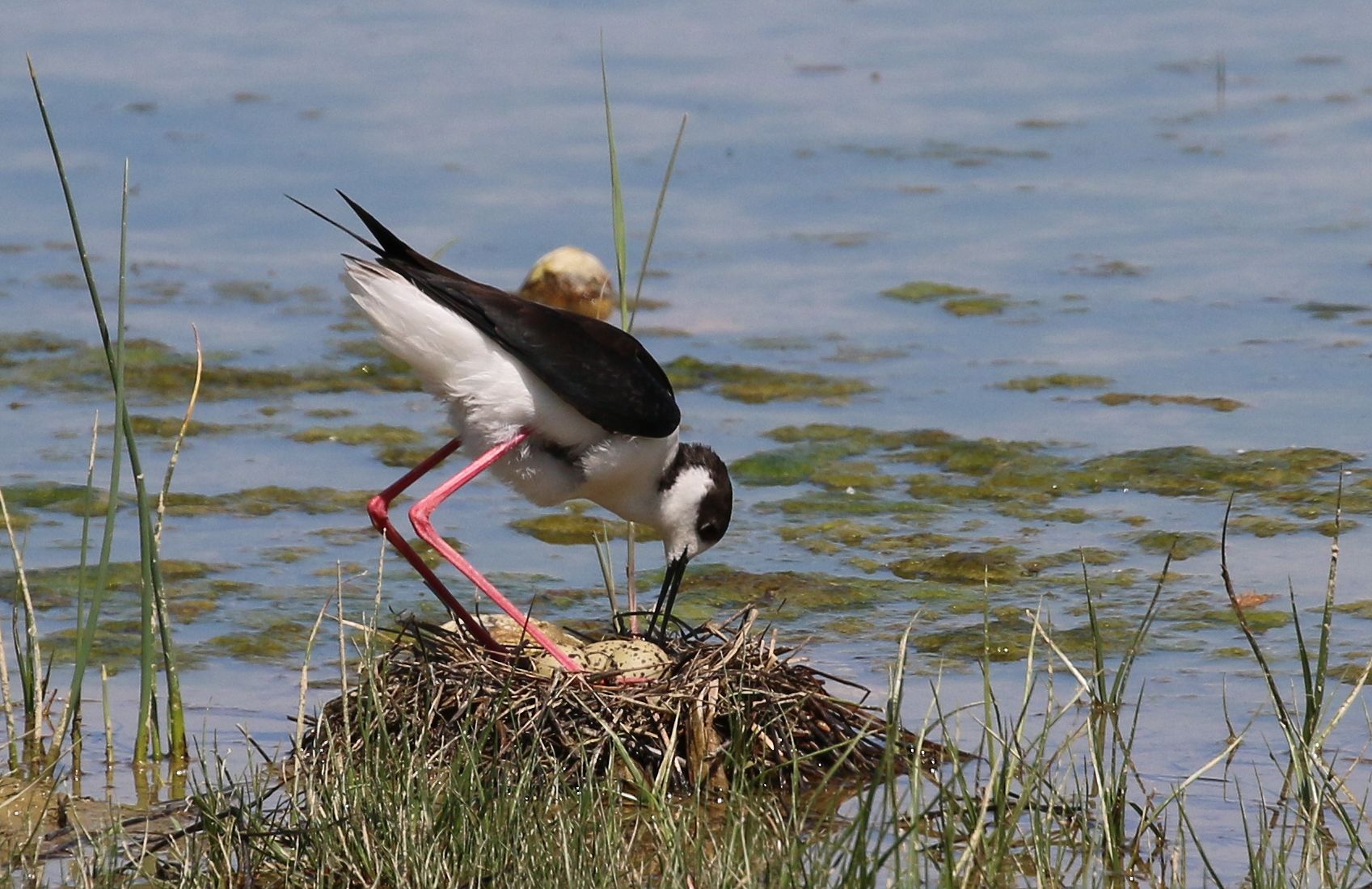 Contiamo se sono tutte
