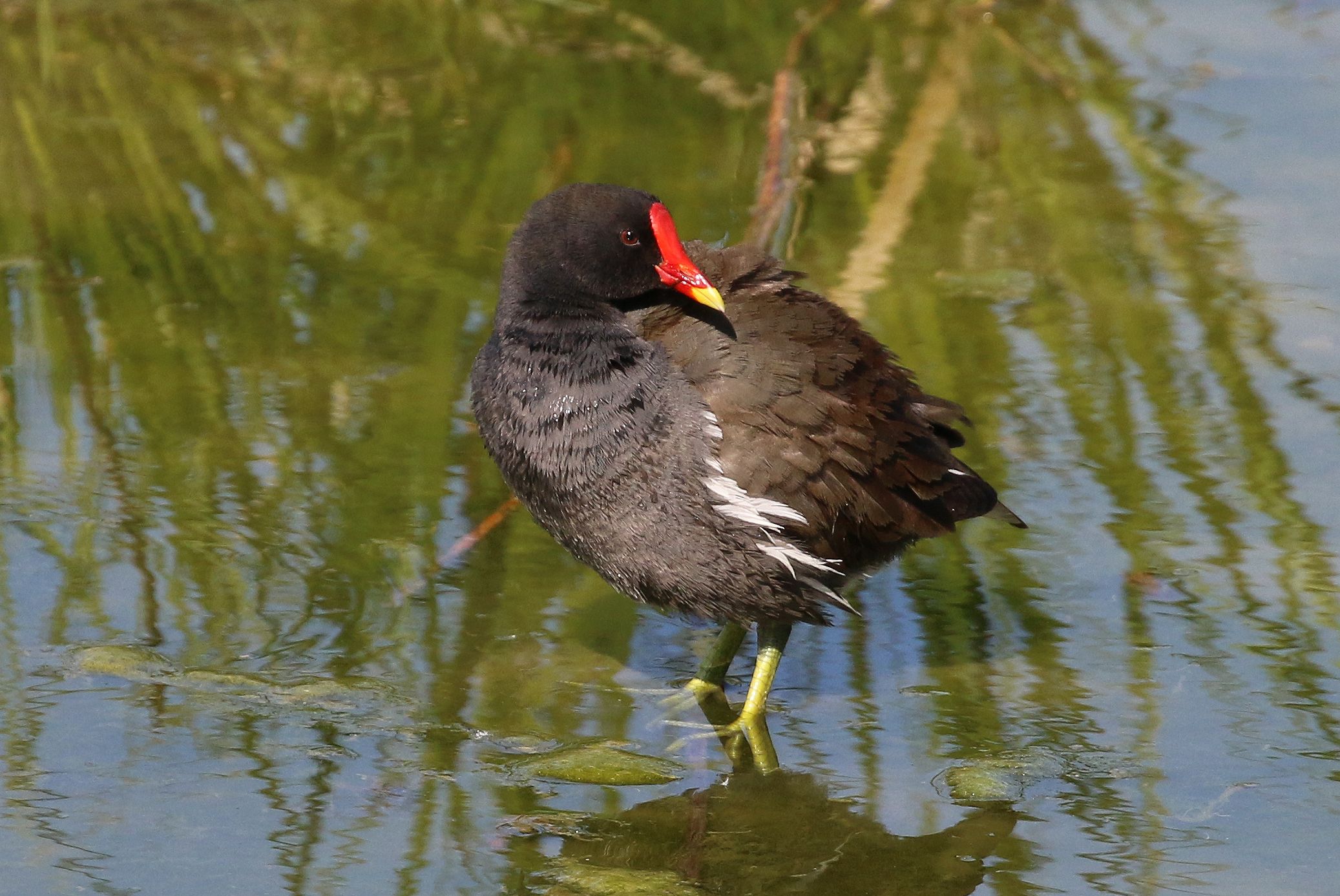 Gallinella d'acqua