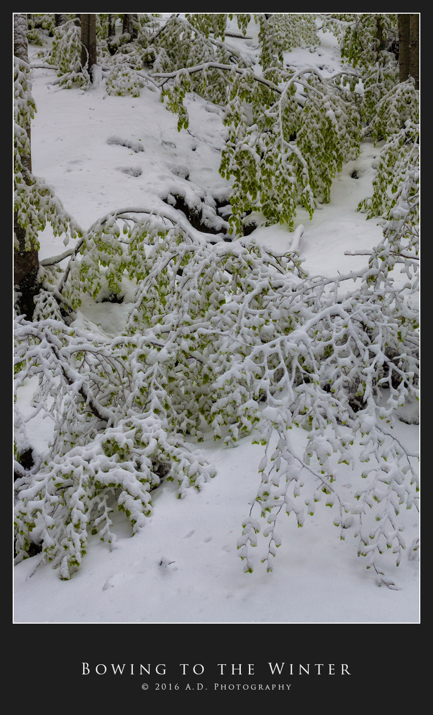 Bowing to the Winter