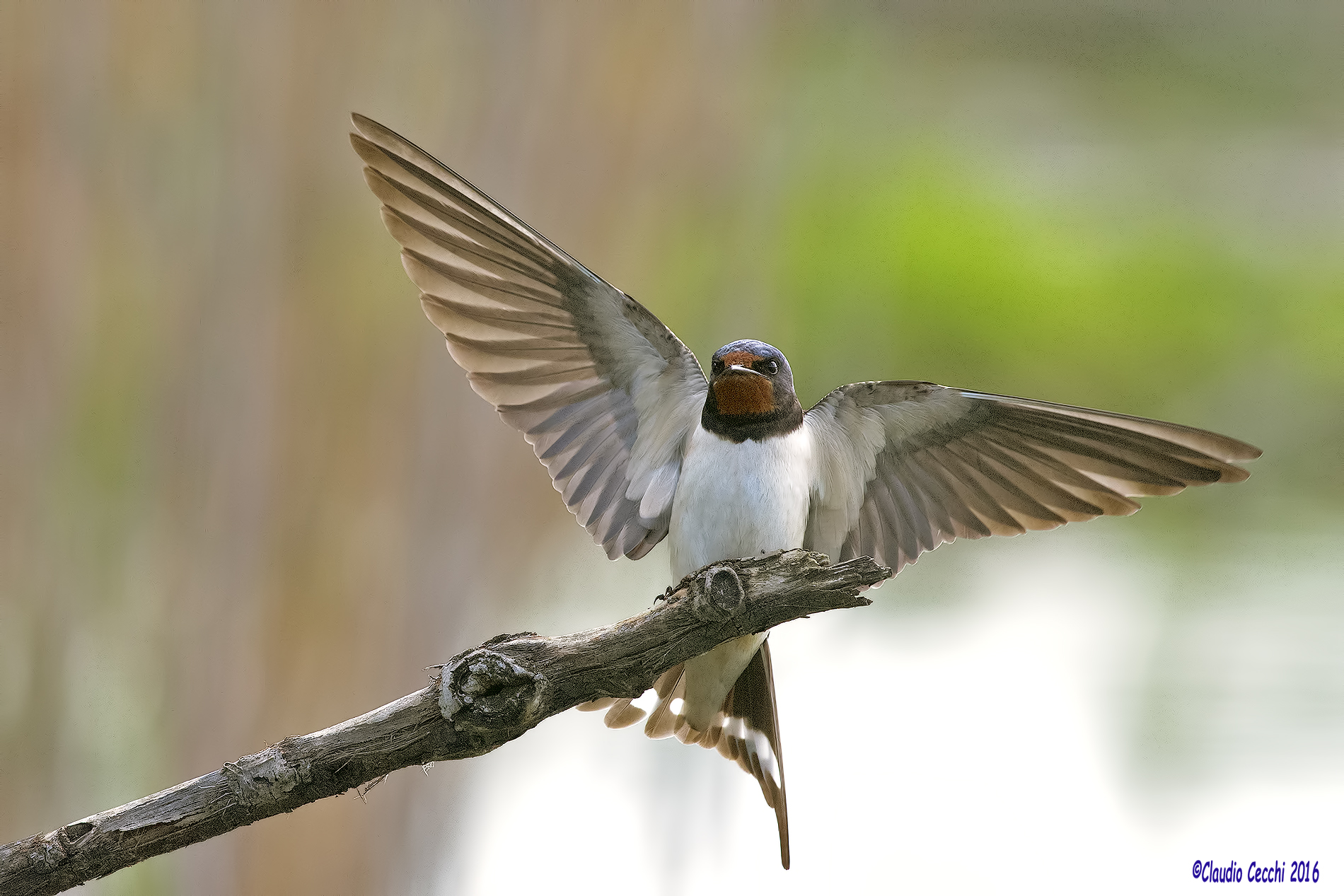 swallow