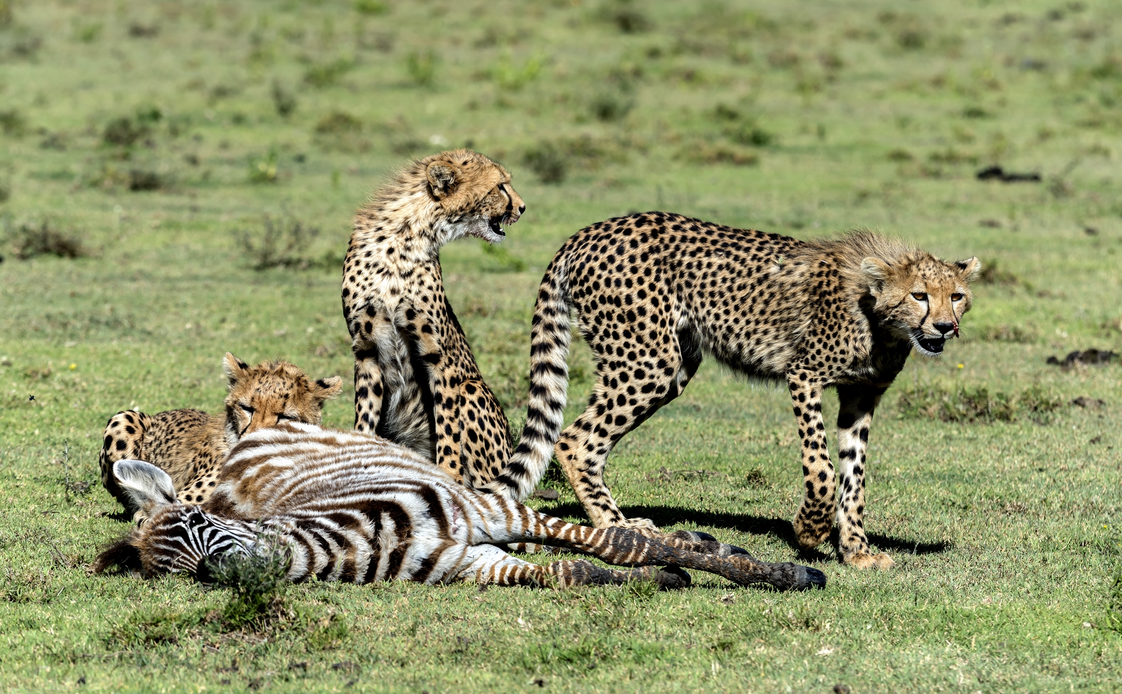 Tanzania 2016 - Predazione