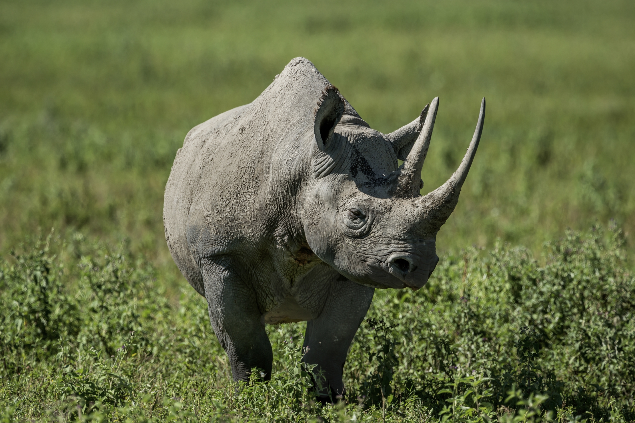 Tanzania 2016 - Rino