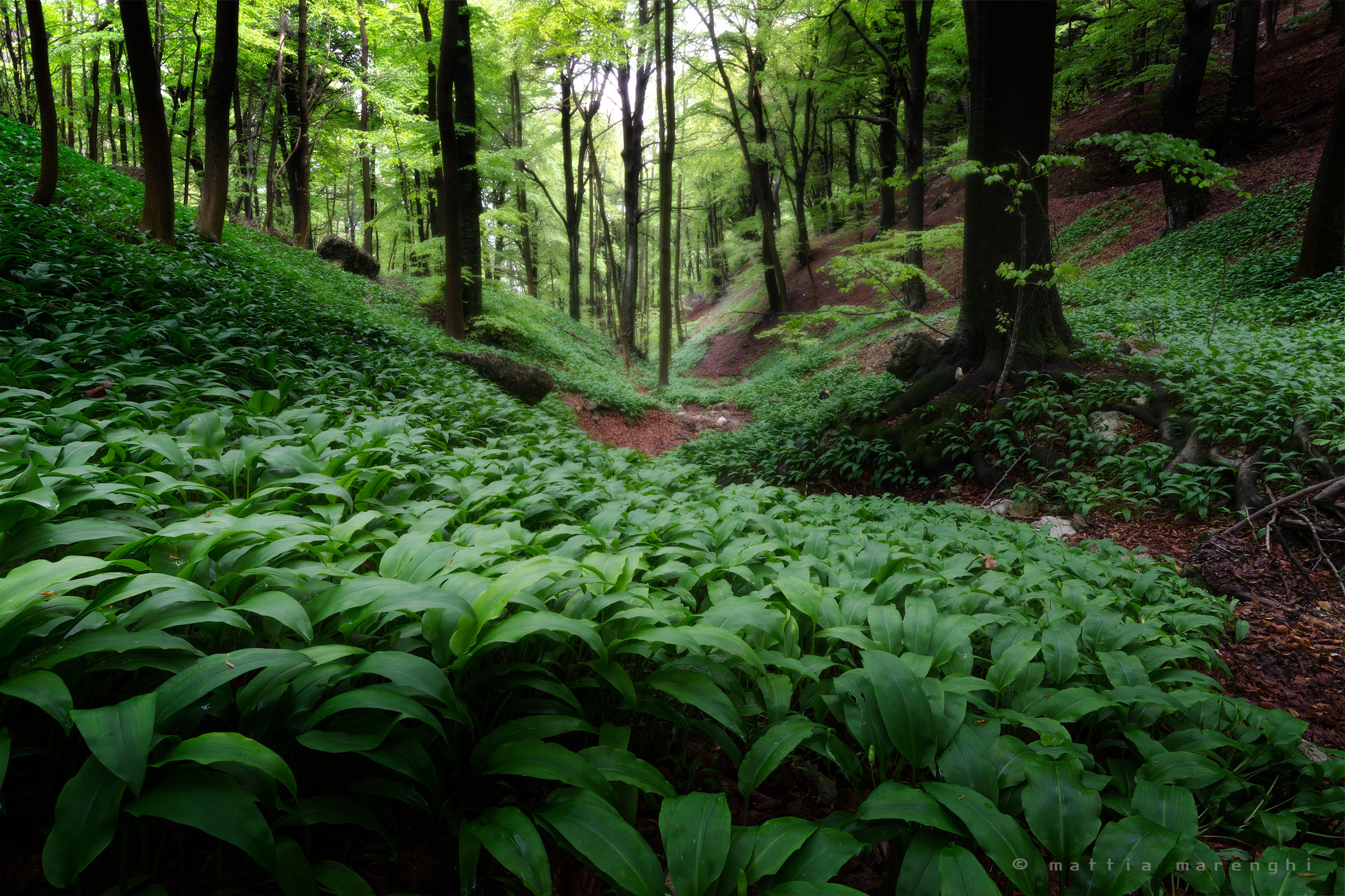 undergrowth in spring