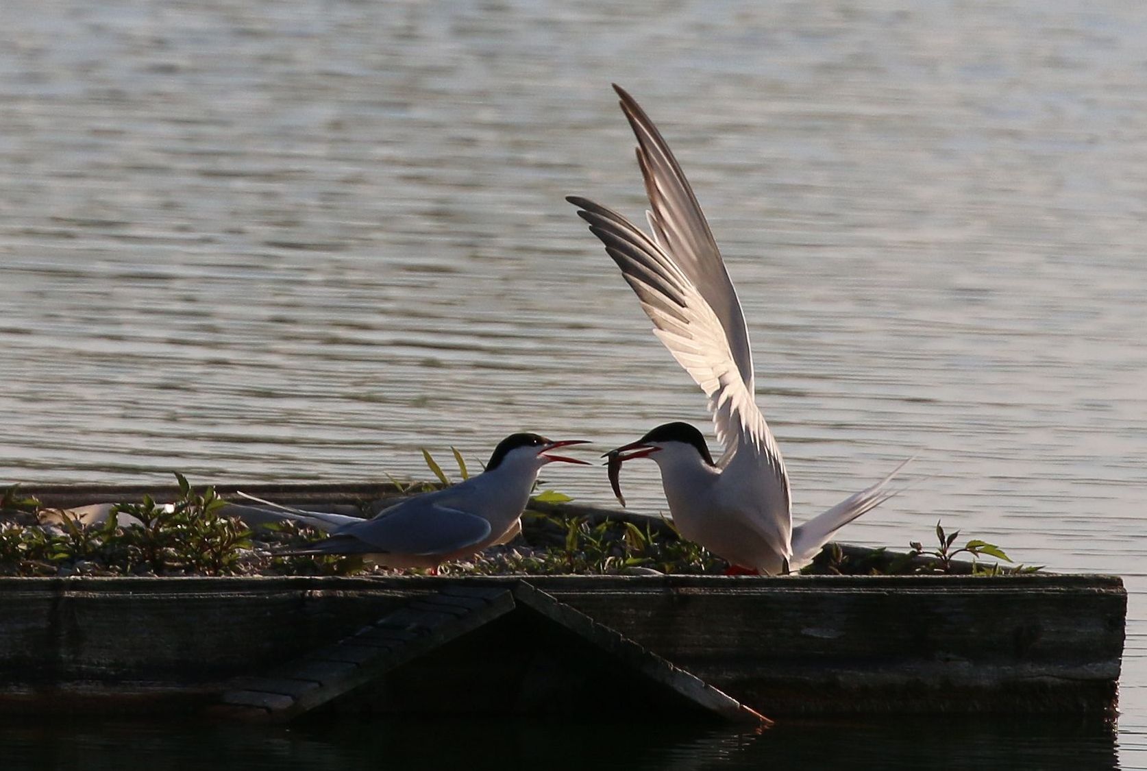 Più cavaliere di un Cavaliere
