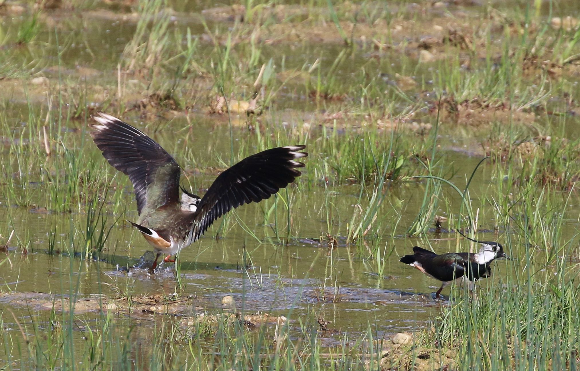 Non c'è posto per due