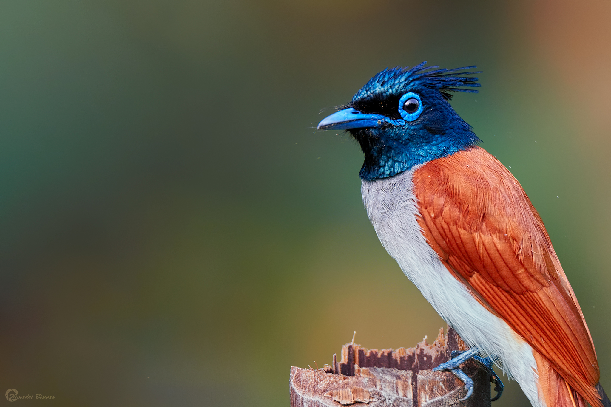 Indian paradise flycatcher male